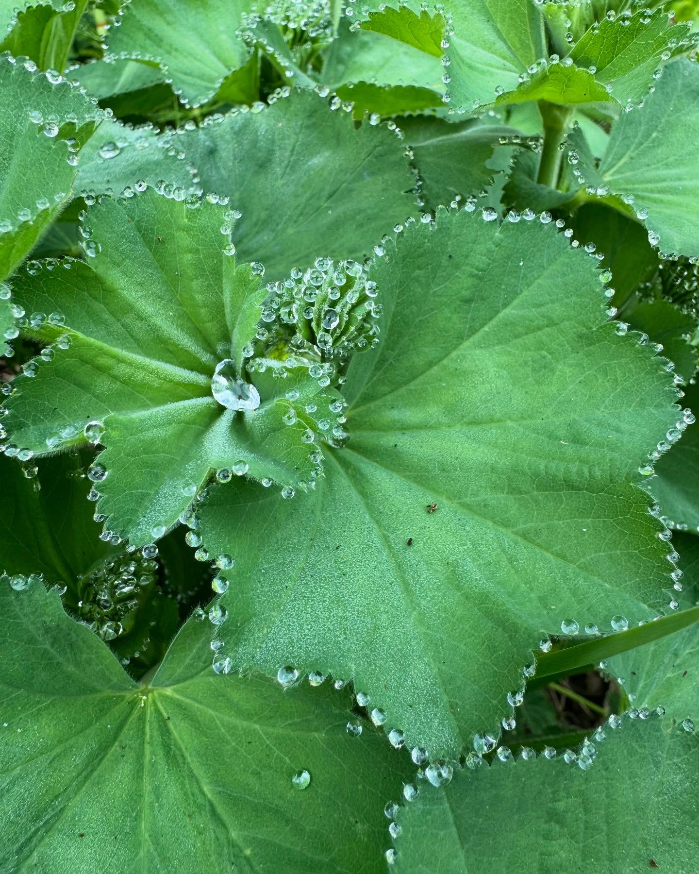 Diamonds in the garden - dew on Lady's Mantle