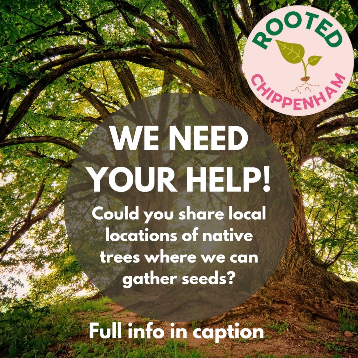 We would love your help locating trees for us to gather our next batch of seeds for the Community Tree Nursery 🌱
We are looking for predominantly native edible trees in the local area, for us to collect the seeds & nuts from in the Autumn - click on the link in our bio/comments to get all the info you need and enter your suggestions 👍🏽
#uknativetrees #communitytreenursery #trees