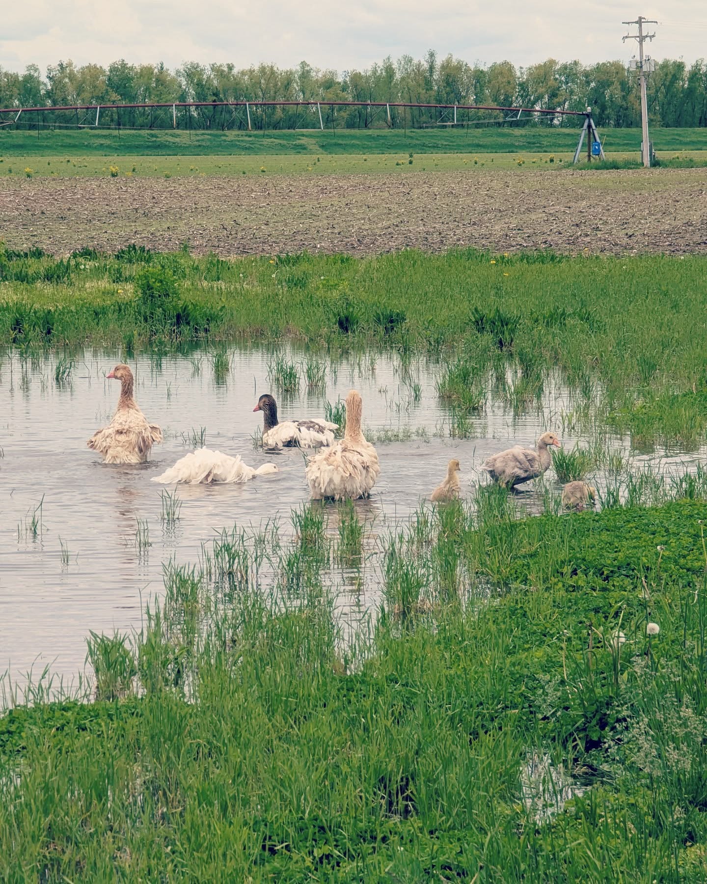 Sweet Sebastopol family enjoying this wet weather.
#sebastopol #sebastopolgeese #geeseofinstagram #geese #geeses