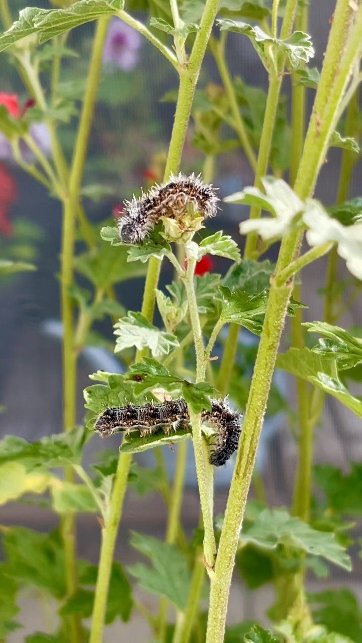 IT’S OFFICIAL — WE’RE LIVE!
Blackborg Butterfly Sanctuary is now open, and to celebrate, we’re offering 50% OFF EVERYTHING on the website — today only!
From caterpillar kits to butterfly release packages, now’s the perfect time to bring butterflies into your world and support our growing sanctuary.
Shop now at Blackborg.org — don’t miss out!
#Blackborg #ButterflySanctuary #ButterflyKits #PollinatorGarden #NatureLovers #HomeschoolLife #OutdoorLearning #ButterflyLove #LaunchDay