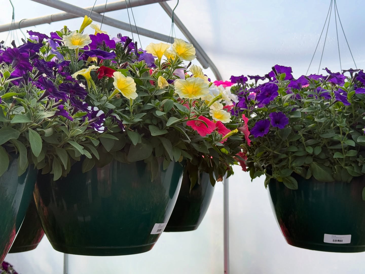 This Mother’s Day, skip the usual and give Mom something that will bloom! Here at Summit Sprouts Nursery we have beautiful hanging baskets, fragrant herbs, and delicious veggie starts. You’ll be her favorite! 😉
Let us help you appreciate your amazing moms this year!:)🩷
#summitsprouts #mothersday #plants #moms #nursery #localbusiness