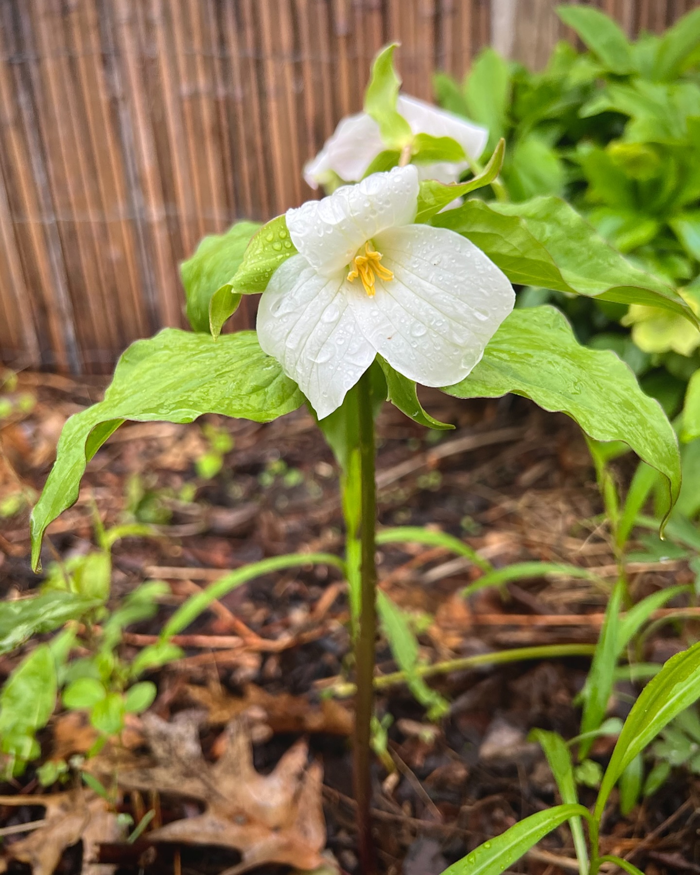 It’s been a wet few days but look what’s blooming in the garden 🤩 🤍 #natureandblooms