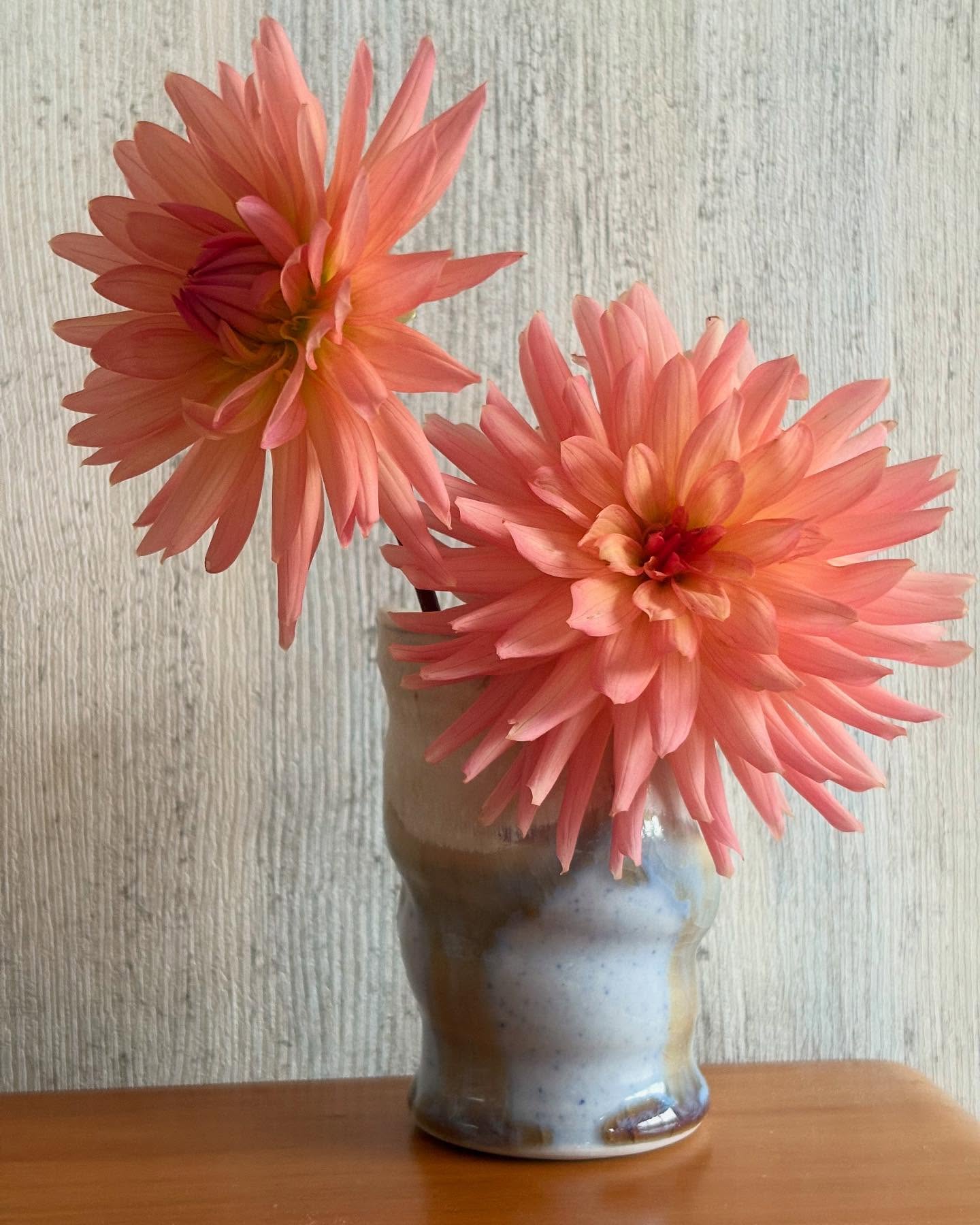 Dahlia Mango Madness
Large rich apricot, salmon pink flowers with pale lavender grey edges. A long lasting cut flower and popular as a wedding flower. Perfect if you want bold, tropical colour in your garden.
