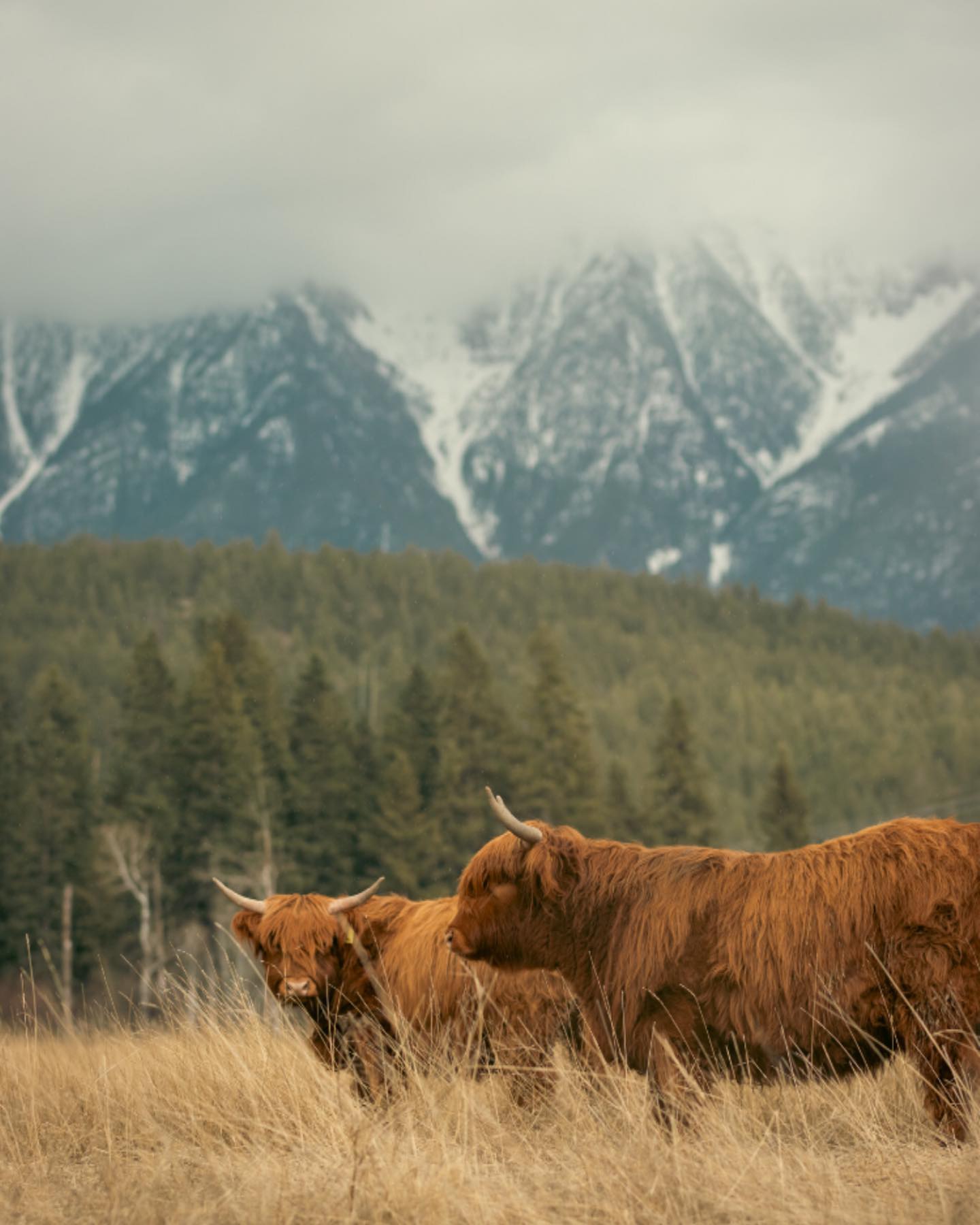 Lara and Kiara soaking up the mountain air. With the Steeples in the background and two of our prettiest girls up front, this shot is pure ranch magic. Calm, strong, and always camera-ready.