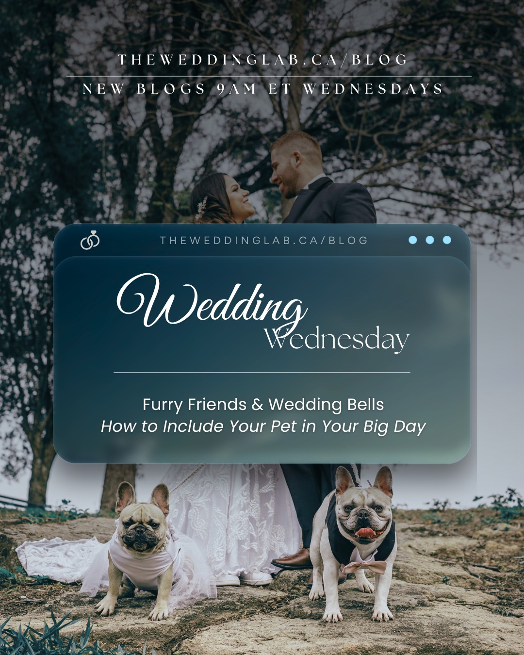 🐾 Wedding Wednesday 🐾
Furry Friends & Wedding Bells 💍✨Yes, your four-legged family member can be part of the big day—and we're sharing all the sweet, stylish, and stress-free ways to make it happen 🐶🐱
From pet-friendly roles to paw-sitively adorable photo ops, this week’s blog has you covered.
New post live now, and every Wednesday at 9AM ET at theweddinglab.ca/blog!
theweddinglab.ca | theweddinglabcanada@gmail.com | or through our DMs