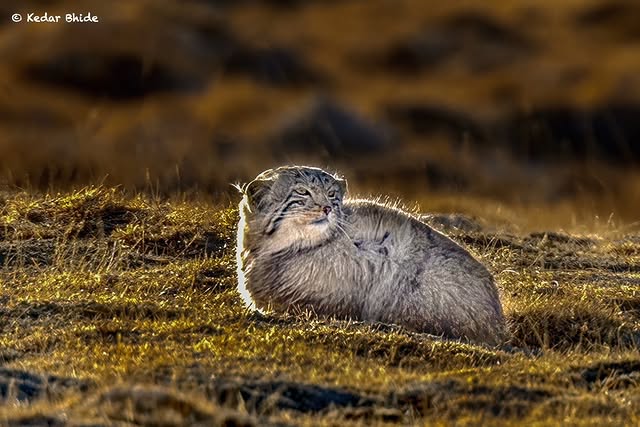 🗻Even high in the Himalayas, resilience has its limits.
Through Kedar Bhide's (@kedarsbhide) lens, we introduce you to its residents - some rare, some resilient, all increasingly at risk.
📷 1: Palla's Cat (also known as Manul) watching the movement of Voles and Pikas, planning its hunt, one early winter morning in Changthang, Ladakh.
Being hunted for its fur & habitat loss in the wake of climate change are one of the few things that continue to threaten its population.
📷 2: Eurasian Lynx in its snow environment. Rare, elusive & data deficient, this cat is widely distributed in Ladakh, from the Nubra Valley to Changthang & Zanskar.
More research is needed to look at the conservation status of this species in India.
📷 3: The Tibetan Argali, a giant amongst wild sheep, is classified as Endangered by the IUCN. It's estimated that around 600-800 animals survive in India, and 400-600 of these are in Eastern Ladakh and some, in Sikkim.
📷 4: The Snow Leopard, called the Grey Ghost for good reason, is vulnerable. Its territory is shrinking, its prey thinning out. A single disruption can unravel entire ecosystems, but it helps anchor.
These animals have weathered centuries of isolation and cold. But climate change is shifting the odds, fast.
Read more on Kedar's experience shooting in cold temperatures at the #linkinbio!
#ConservationInTheHimalayas #HimalayasSpecied #Ladakh #TheImpactSociety #Photography #storytelling #visualdocumentation #climatechange #tibetanargali #snowleopard #endangered