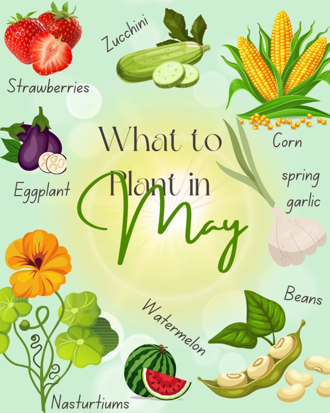 🌼 May: the garden’s turning up the volume. 🌞
The days are warmer, the risk of frost is (mostly) gone, and it’s prime time to plant with purpose.
Here’s what we’re sowing + transplanting in May:
🍓 Strawberries – sweet little gems that taste like sunshine
🌽 Corn – tall dreams and summer BBQs in the making
🍉 Watermelon – yes, we’re planting summer joy
🥒 Zucchini – fast growers, endless recipes
🫘 Beans – climbing, bushy, and full of life
🍆 Eggplant – bold and beautiful in the heat
🌶️ Hot + sweet peppers – flavor, fire, and fun
🌺 Nasturtiums – edible flowers with a peppery kick
🧄 (If you're in cooler zones, you might still sneak in a spring garlic planting too!)
May is when the garden hits its stride — everything feels alive, blooming, buzzing, and full of promise. Every seed we plant is a little commitment to future joy 🌿💫
What’s sprouting in your world right now? 👇
#MayGarden #PlantingSeason #GrowYourOwn #GardenVibes #SpringIntoSummer #HomegrownHappiness