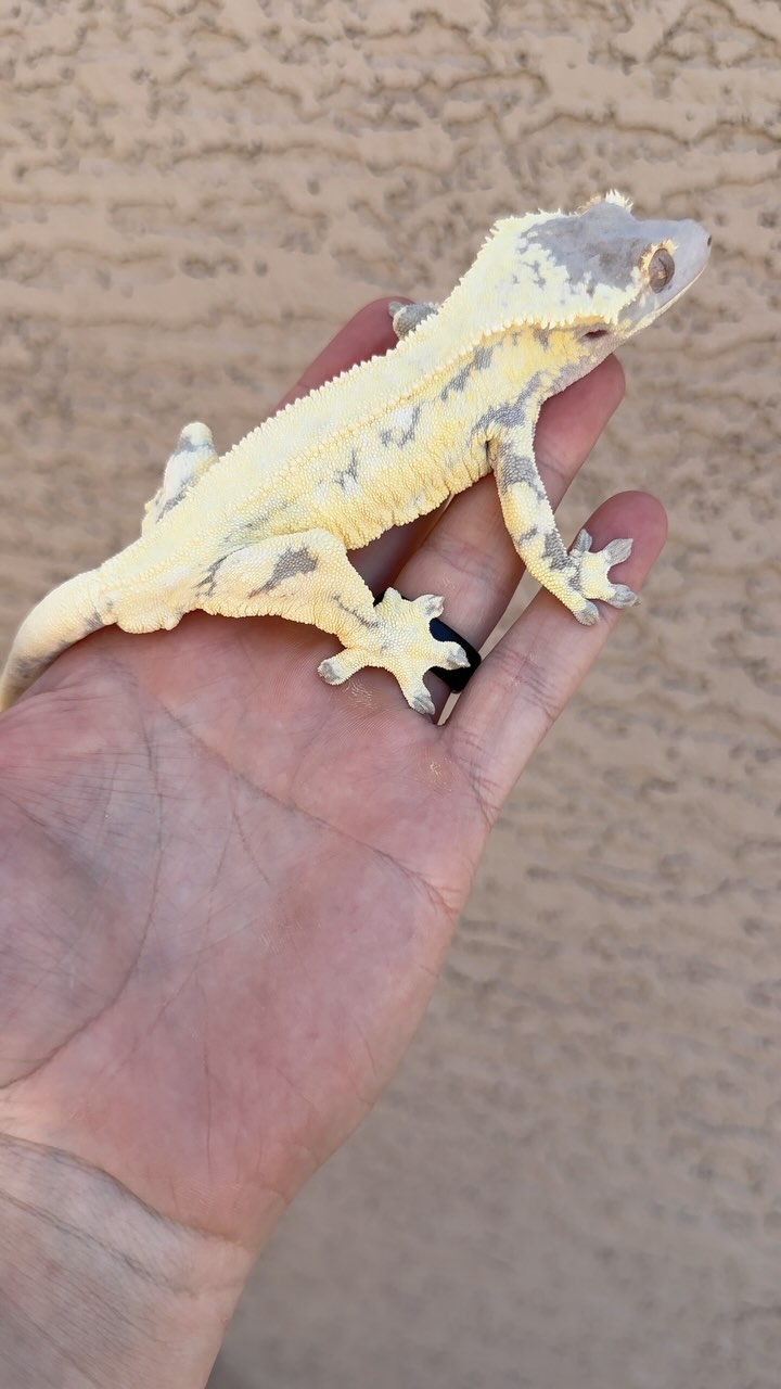 This stunner is a holdback Frappuccino from the legendary Venti, now owned by @fireside_geckos @nc.scales
#frappuccino