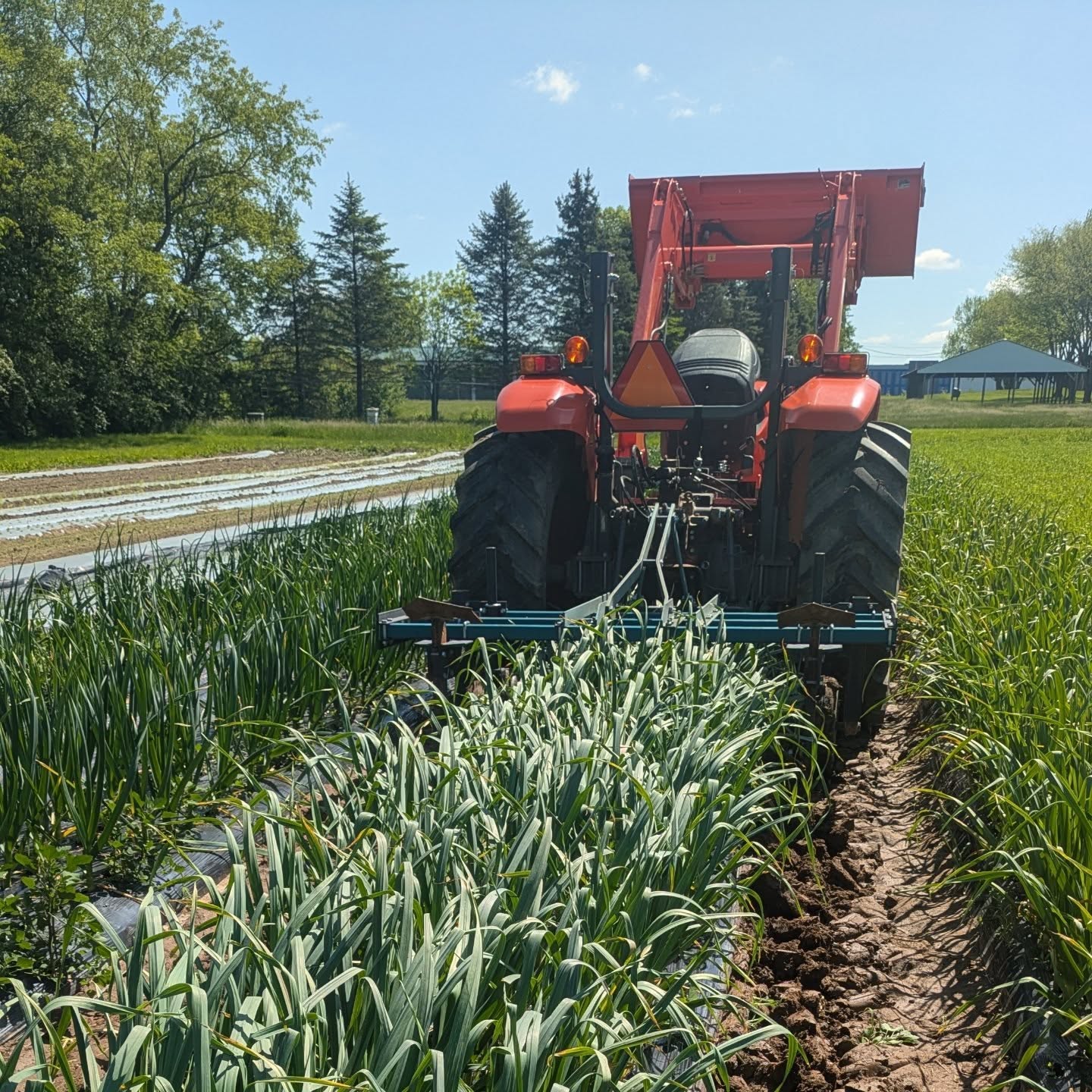 First harvest of spring garlic today! 🧄A real treat for chefs and @columbusfarmclub CSA members, it's fragrant and tender and abundant. Welcome, spring!
1) we use a tractor-pulled undercutter to release the tender bulbs 2) happy garlic nestled next to a happy winter cover crop 3) harvested stalks headed back to the home farm to be cleaned up