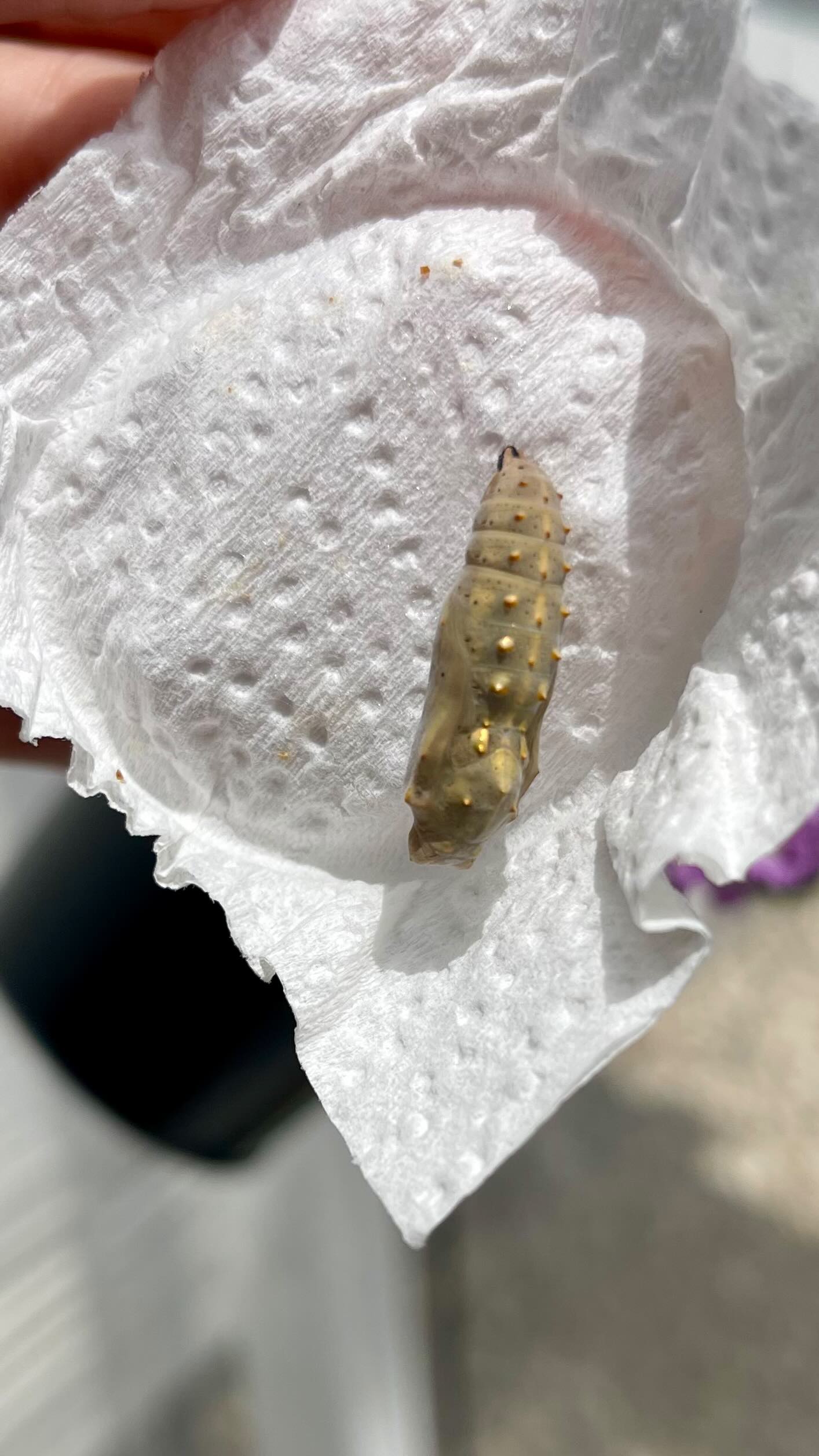 These Painted Lady chrysalises are suspended by a thread. Inside, an extraordinary transformation is happening â the caterpillarâs body is reorganizing into a butterfly. In just a few days, theyâll eclose (emerge) as fully formed adults. This is the final and most delicate stage of metamorphosis.
#PaintedLadyButterfly #Metamorphosis #ChrysalisStage #ButterflyLifeCycle #Blackborgâ