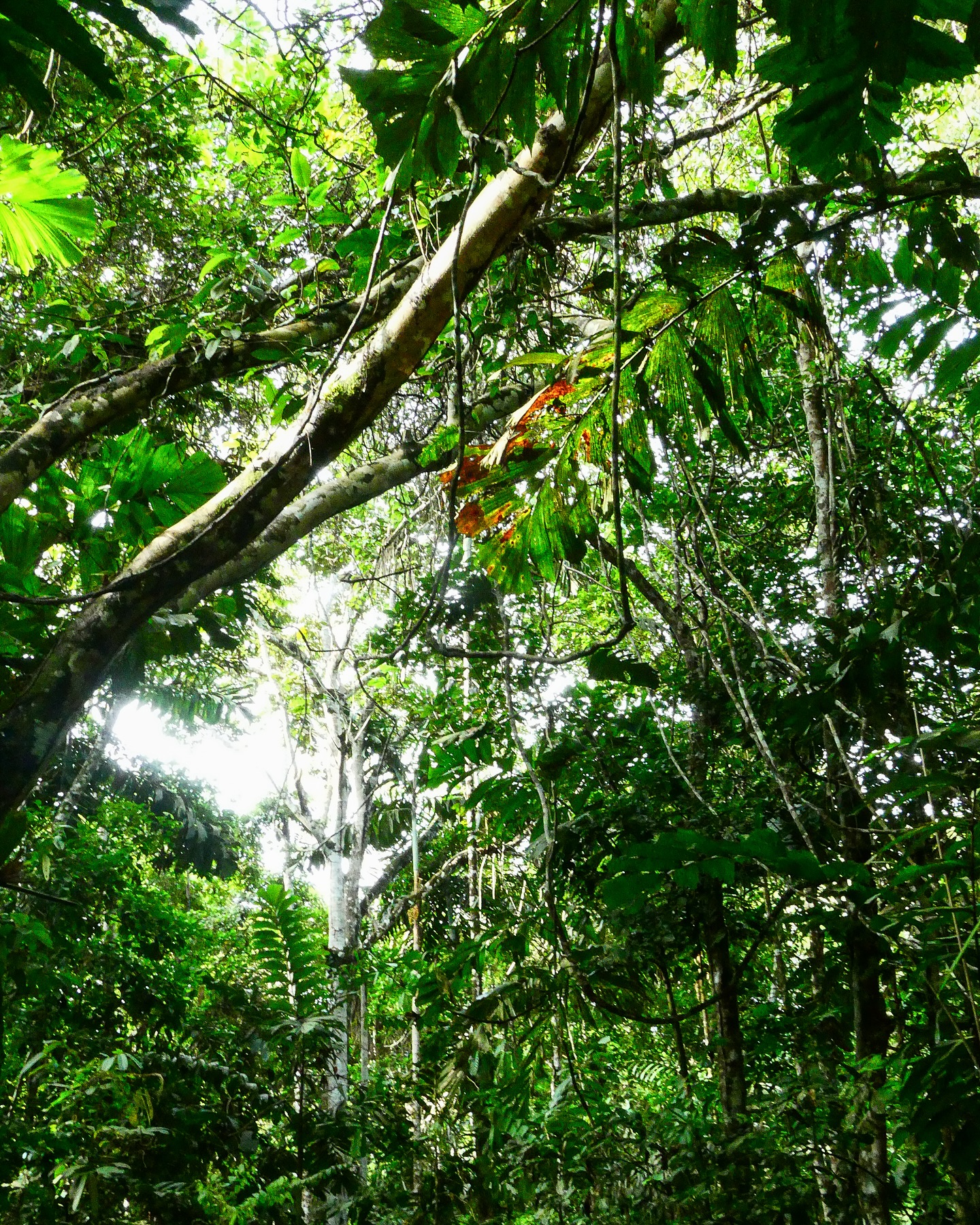 Floating down the Amazon in style with @delfinamazoncruises 🐝🐬