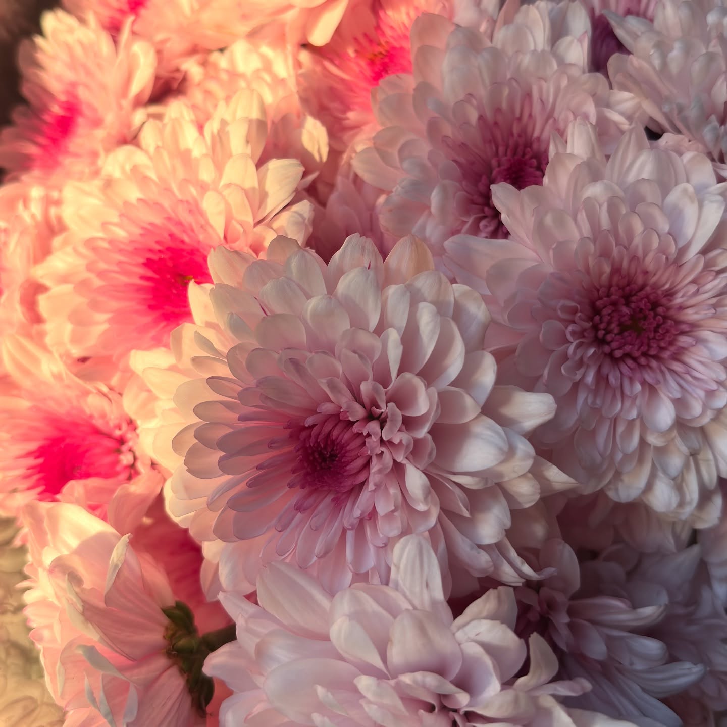 Sunrise, a dew drop, a blossom bloom…💖
#tresbellarosaza #flowers #florist #giftideas #floral #mothersdaygifts