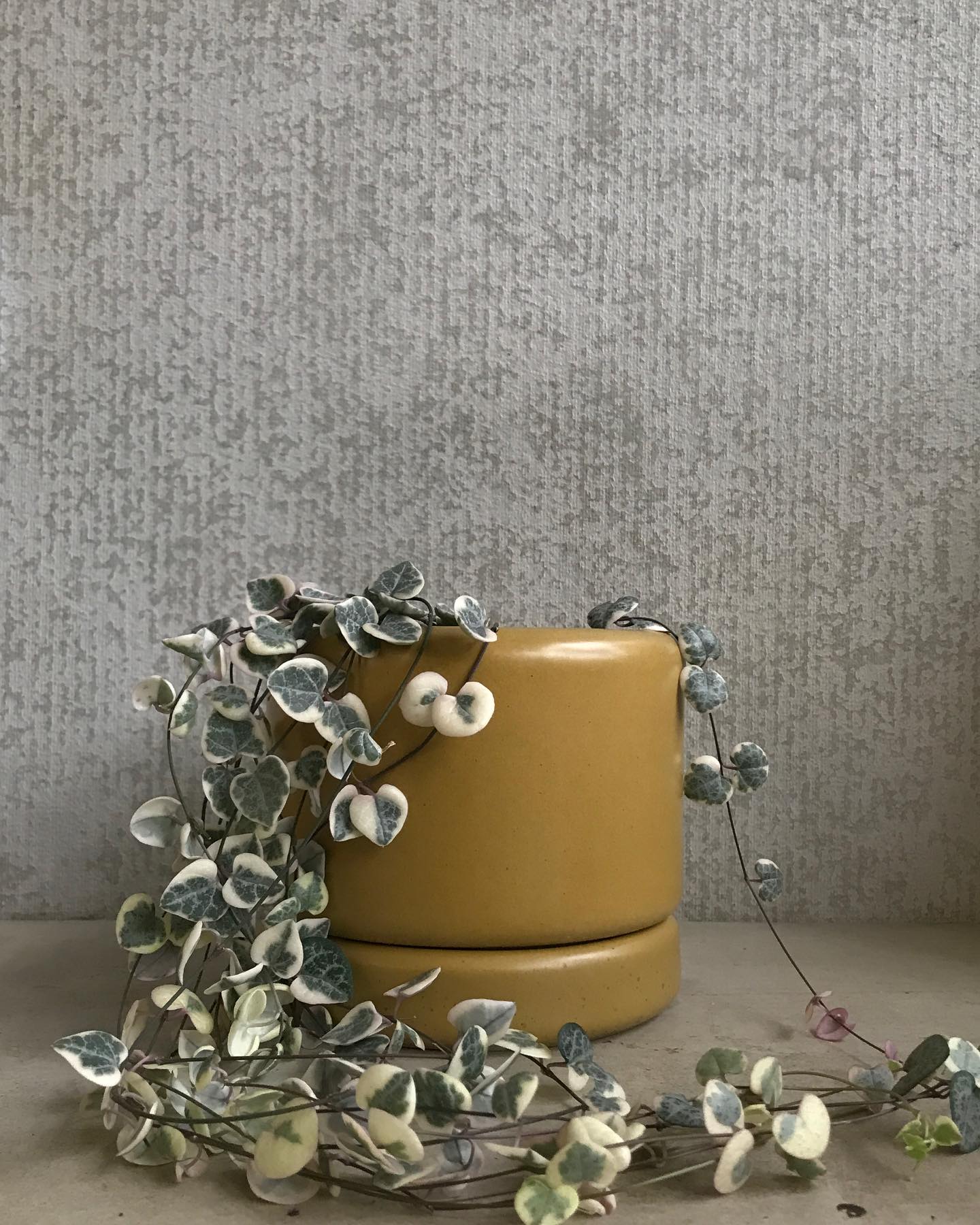 We LOVE Mums! 🌸
Mother’s Day is just around the corner, and if you’re looking for something special — we’ve got you covered!
Our nursery is stocked with a gorgeous range of indoor and outdoor plants, pots, and gift-worthy accessories. 🪴
Not sure what to choose? Our lovely staff are here to help you find the perfect gift ❤️
Plus, we can pot up any plant/pot combo, beautifully presented and ready to gift this Sunday, wrapped and all! 🎁
Still can’t decide? Grab a gift voucher online or in-store and let Mum choose.
We’re open all weekend — come say hi and find something she’ll love!