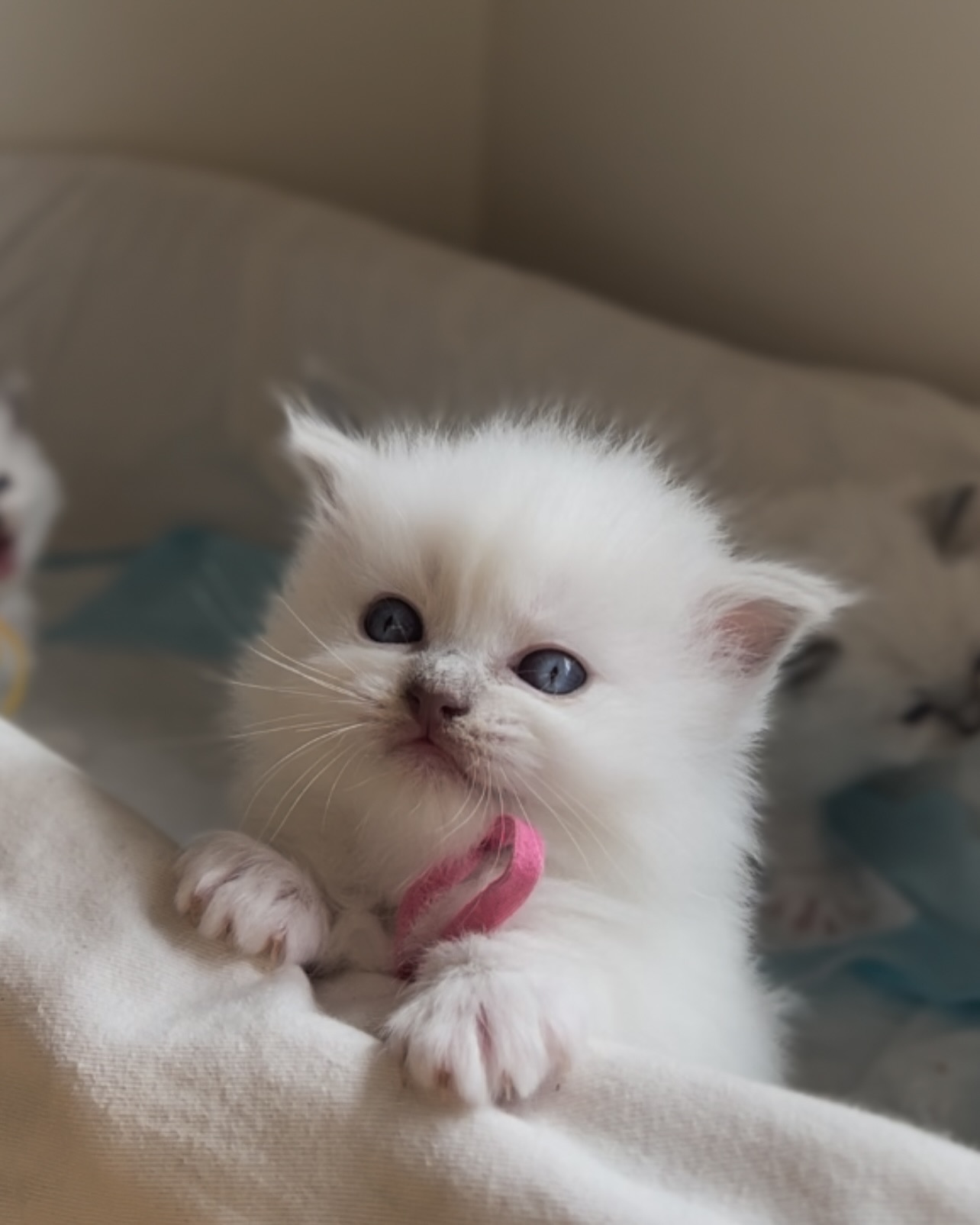 Double the charm, double the mischief! Our lilac mitted sisters are already stealing hearts with their sweet faces and curious little paws. Born to dazzle and cuddle!
www.purrsace.com
Purrsace Ragdolls
GCCFV registered breeder
Source# RB10973
#ragdollsofinstagram #ragdollbreeder #catsofmelbourne #catsofinstagram #catsofaustralia #ragdollsofaustralia #ragdollsofmelbourne #ragdollcat #catloversworld #kittenstagram #catofday #catsdoingthings #dogsandcats #catphotography