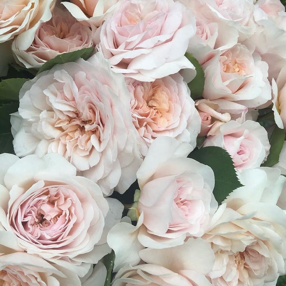 Is it pink? Is it blush? Is it white with a pinky peach centre???
I don’t think it matters what colours Rosa - Emily Bronte throws out. Every bloom is slightly different depending on the stage. Isn’t that part of the beauty of garden roses.
An absolute corker of a rose.