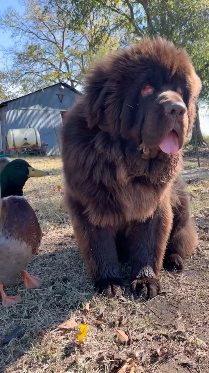 Always be yourself. You make the world a better place. ❤️
#bestfriends #newfoundland #dog #duck #bissandolee