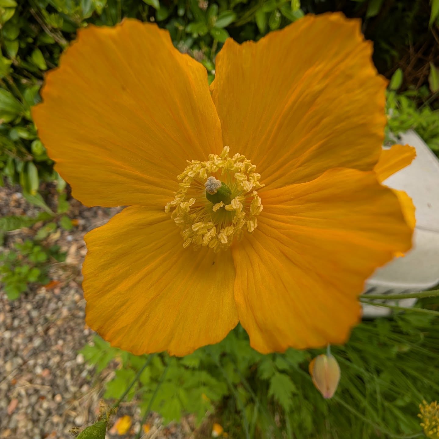 Never underestimate my ability to spend gorgeous days, sat inside, refusing to give up the woolly jumper because 'it's May and you just never know in Scotland' .
Garden getting into 'awesome but overgrown' mode.
#scotland #procrastination #dressinglikeitscoldoutside