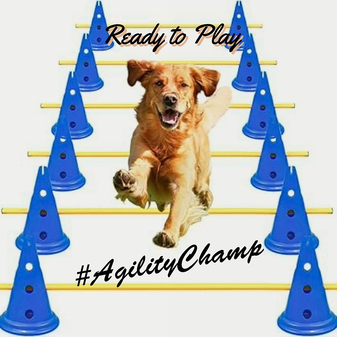 Zoom zoom⌠and jump! đž Turn your hallway into the ultimate agility course with tunnels, hurdles, or cones. It keeps me active and shows off my inner athlete đđ
Check out my agility equipment favorites. Link in bio.
#ActiveDogs #ZoomiesInside #DogTrainingFun