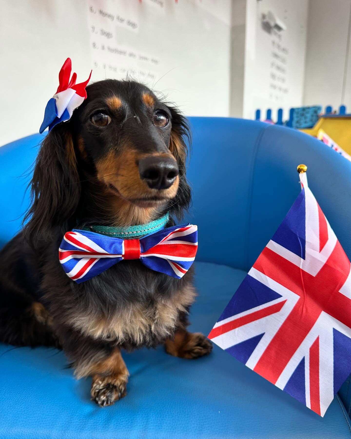 VE PAWTY 2025 🇬🇧 #veparty #veday #doggydaycare #stocktonheath #cheshire