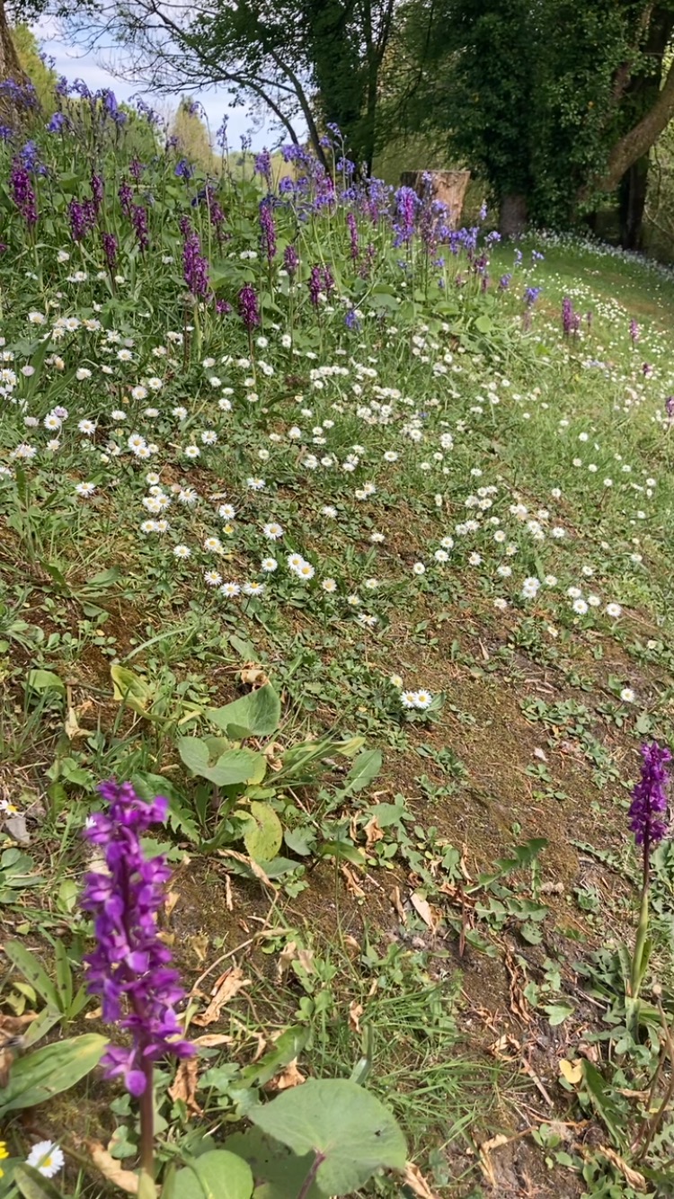 It’s that time of year again! Glorious amethyst-coloured orchids waving gently in the balmy spring sun
#orchid #orchids #spring #maytime #mayflowers #flowers #getoutside #cornwall #springwalk