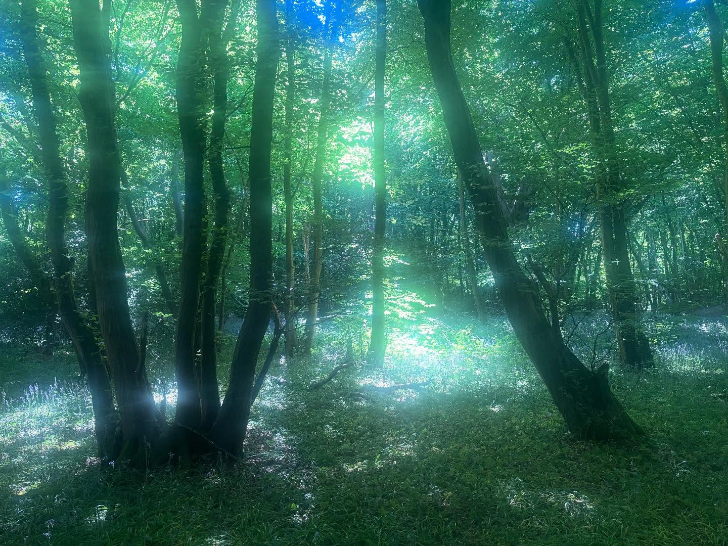 Note to self…
“Adopt the pace of nature: her secret is patience.”
Ralph Waldo Emerson
🌿🌿🌿🌿🌿🌿🌿
#natureastherapy #patience #ralphwaldoemerson #magic #bluebells #psychotherapistsofinsta #theembodiedsoul