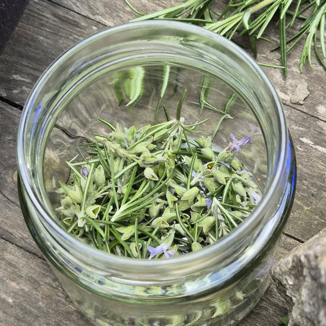 Am vierten Tag der Bildungsreise konnten sich die Teilnehmer die Pawpaw Ranch, oder auch Zukunftsfarm anschauen und dabei etwas über den Aufbau einer Solidarischen Landwirtschaft lernen.
Am Nachmittag haben wir uns noch mit Personen von Urban Garden Darmstadt getroffen, um etwas über die Projekte der Initiative zu hören und an zwei besten mitzuhelfen.