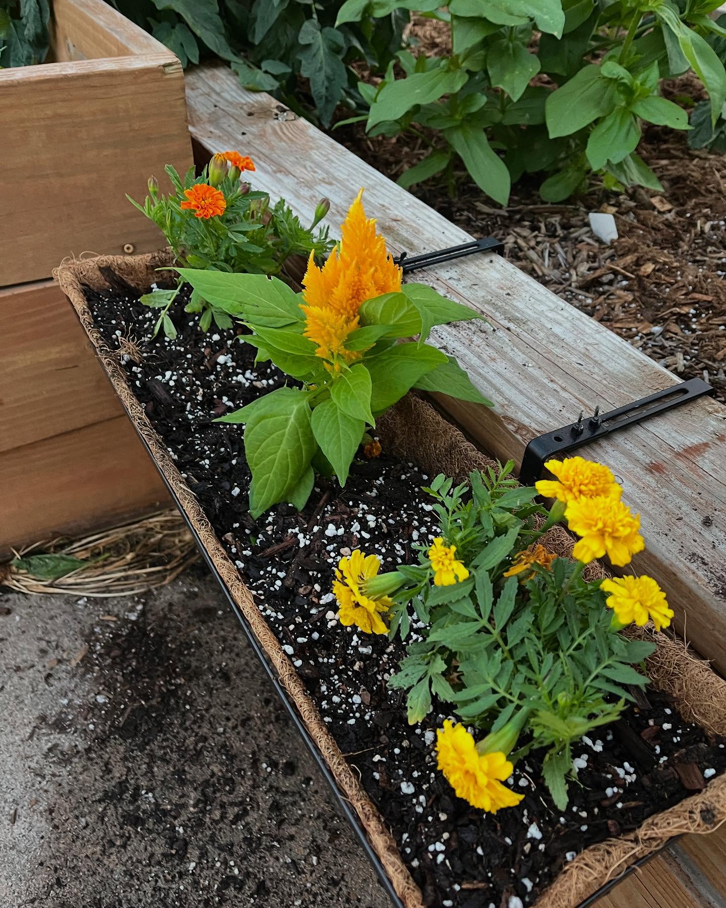 Its a season of new growth here at Island Farmacy!