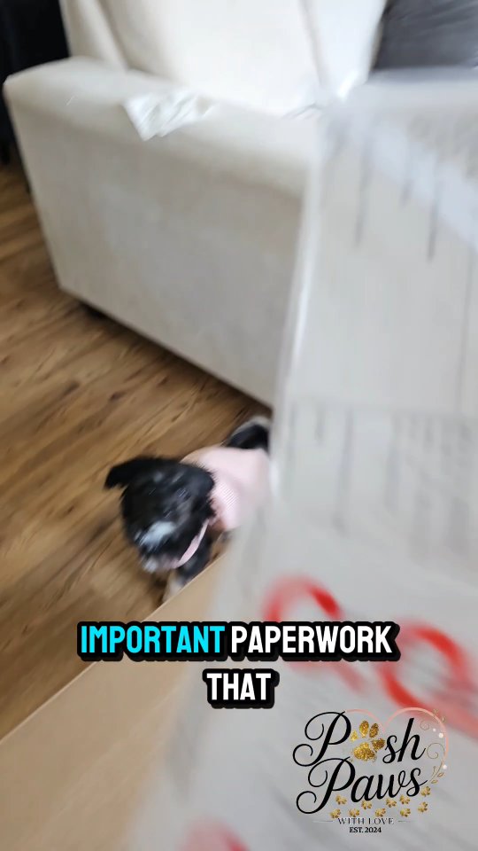 Oh my paws! 🐾 A super-duper BIG package just arrived, and I can hardly contain my excitement! 📦 🥳🎉
⠀⠀⠀⠀⠀⠀⠀⠀⠀⠀⠀⠀ ⠀⠀⠀⠀⠀⠀⠀⠀⠀⠀⠀
What do you think is inside? I’m wagging my tail in anticipation! 🐕🎊 Stay tuned to find out! 🐶
⠀⠀⠀⠀⠀⠀⠀⠀⠀⠀⠀⠀ ⠀⠀⠀⠀⠀⠀⠀⠀⠀⠀⠀
#SpecialDelivery 📦 #Unboxing
#SupportSmallBusiness 🛍💞 #PoshPets 🐾💖
⠀⠀⠀⠀⠀⠀⠀⠀⠀⠀⠀⠀ ⠀⠀⠀⠀⠀⠀⠀⠀⠀⠀⠀⠀⠀⠀⠀⠀⠀⠀⠀⠀⠀⠀⠀ ⠀⠀⠀⠀⠀⠀⠀⠀⠀⠀⠀⠀⠀⠀⠀⠀⠀⠀⠀⠀⠀⠀⠀ ⠀⠀⠀⠀⠀⠀⠀⠀⠀⠀⠀⠀⠀⠀⠀⠀⠀⠀⠀⠀⠀⠀⠀ ⠀⠀⠀⠀⠀⠀⠀⠀⠀⠀⠀⠀⠀⠀⠀⠀⠀⠀⠀⠀⠀⠀⠀ ⠀⠀⠀⠀⠀⠀⠀⠀⠀⠀⠀
#MysteryUnboxing #ExcitedPup #PuppySurprise #UnboxWithMe #UnboxingVideo #CuriousPup #NewPuppy #Surprises #SpecialDelivery #CatsAndDogs #Puppies #PetsOfInstagram #YorkiePoo #YorkiePoos #YorkiePoosOfInstagram #BlackCat #PuppyVideos #Bee #FunnyCatVideos #BlackCatsOfInstagram #PetSiblings #NewPuppy #PetShop #SmallBusinessLove #DesignerPets #DesignerPetToys