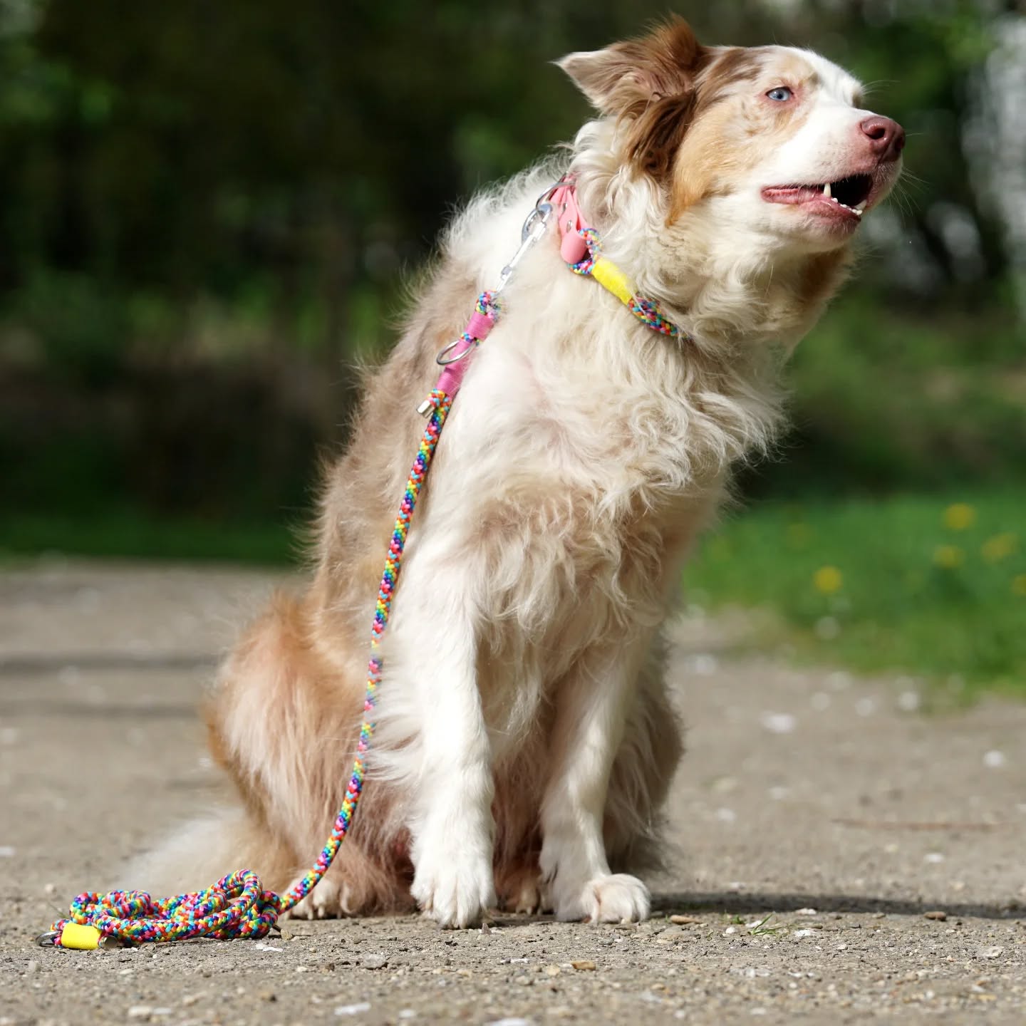 ALLES LIEBE ZUM MUTTERTAG 💖 🌸
Dieser Tag gehört den Müttern. Ihr leistet Tag für Tag wundervolles und macht unmögliches möglich!
Ihr habt es verdient, das nicht nur heute an euch gedacht wird. Lasst euch feiern💖 feiert eure Mama's & genießt diesen wundervollen Tag 💖☀️
Um euch allen da draußen - ob Hundemama, Mama oder einfach nur Frau heute eine kleine Freude zu machen, erhaltet ihr mit unseren Rabattcode "Muttertag10" 10 % Rabatt auf eure Bestellung. 💖
#muttertag
#hundemutti
#hundemama #rabatt #rabattaktion #rabattcode #muttertagsgeschenk #muttertag2025❤️ #hunde #hundeliebe #hundeacessoires #hundeartikel #hundezubehör #hundeleinen #hundehalsbänder #dogs #hundemensch #hundeliebe #hundewelt #bilddestages #hundephotografie #hundefotos #hundebild #australienshepherd #aussieliebe #aussie #aussiefreunde #shepherd #wunschleinen