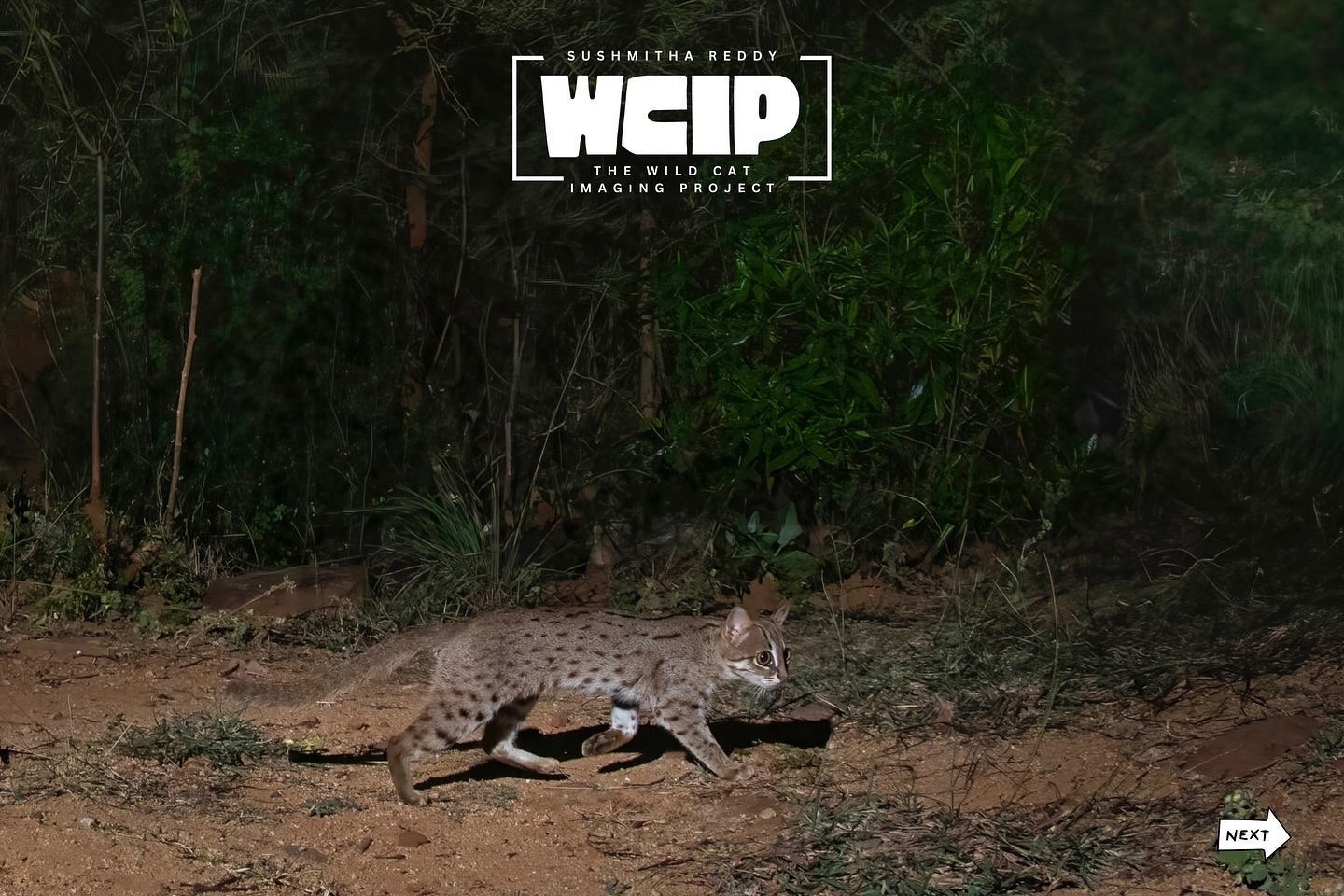 Meet the rusty-spotted cat — one of the smallest and most elusive wild cats on Earth! Weighing in at just 2–3.5 lbs, this tiny feline prowls the forests of India and Sri Lanka with silent confidence. Despite its size, it’s a fierce little predator with big cat instincts!
Photo by the talented Sushmitha Reddy, part of our incredible Wild Cat Imaging Project camera trapping team 🐆 📸
“This image was a total surprise on my DSLR camera trap during early trials. I was still figuring things out when this elusive beauty walked right through my frame - changing how I saw the entire process.
Camera trapping went from trial-and-error to obsession. Yes, there are glitches, bad lighting, gear knocked over but even a fleeting glimpse into a wild life makes it all worth it. Completely addictive.“
#RustySpottedCat #WildCatImagingProject #WildCatsOfTheWorld #SmallButMighty #CameraTrapMagic #WildlifeConservation #WildCatImaging #WildCatProject #WildCatConservation #WildCatPhotography #BigCatConservation #SaveTheWildCats #WildlifePhotography #WildCatsOfInstagram #WildlifeImaging #CatConservation #WildlifeProtection #NatureLovers #ConservationPhotography #EndangeredSpecies #WildlifeConservation #SaveOurWildlife #ProtectOurPlanet #NaturePhotography #WildlifePlanet #PlanetEarth #InstaWildlife #WildlifeShots #AnimalsOfInstagram #ExploreTheWild #WildlifeProtection #CatsOfInstagram