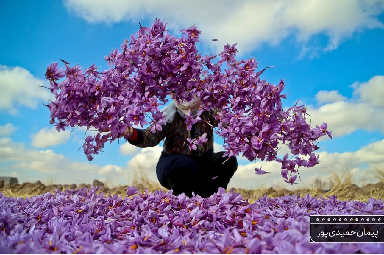Wusstest du, dass Safran nicht nur die teuerste, sondern auch eine der kraftvollsten Naturheilmittel ist? 🌸
Safran kann:
✔️ die Stimmung heben und bei Depressionen unterstützen
✔️ PMS-Symptome lindern
✔️ die Verdauung fördern
✔️ entzündungshemmend wirken
Ein kleines Gewürz mit grosser Wirkung! Wer hätte gedacht, dass in den roten Fäden so viel Power steckt? 🔥💛
Bild-Quelle: Saharkiz ⠀