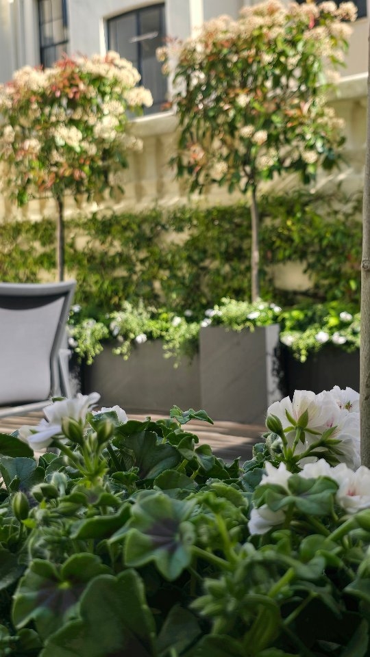 ✨ This is the garden of one of our lovely clients — a true reflection of our work, thoughtfully brought to life from a blank canvas. From the initial concept and layout to ongoing maintenance and seasonal planter refreshes, every element has been shaped by our team.
In this recent visit, we carried out a full general maintenance, leaving the space clean, tidy and refreshed with graceful seasonal planting. Every detail reflects the care and high standards we bring to every garden.
At The Chelsea Landscape Gardener, we create, nurture, and elevate outdoor spaces with precision and timeless style.
📩 Get in touch to discover our bespoke garden design, maintenance, and planting services.
.
.
.
.
.
.
.
.
#ChelseaGardens #GardenDesignUK #SeasonalPlanting #GardenMaintenance #CleanAndTidy #LuxuryGardens #PlanterRefresh #OutdoorElegance #LondonLandscaping #TheChelseaLandscapeGardener #AttentionToDetail #HighEndGardens #London #claphamcommon #southkensington #Chelsea #putney #Fulham ##belgravia
