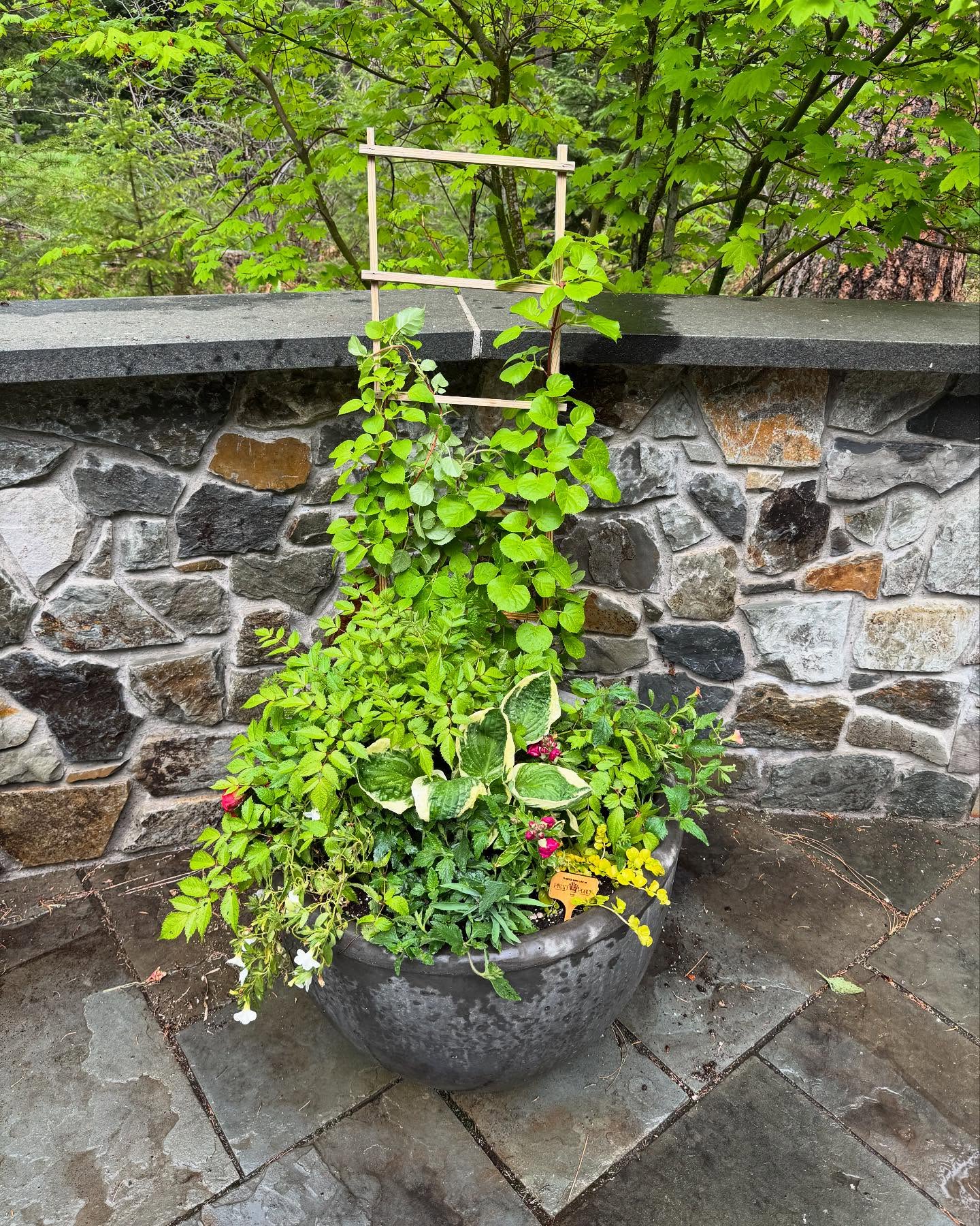 Can’t wait till the blooms start blooming. It’s going to be a coral color party. #prettyporch