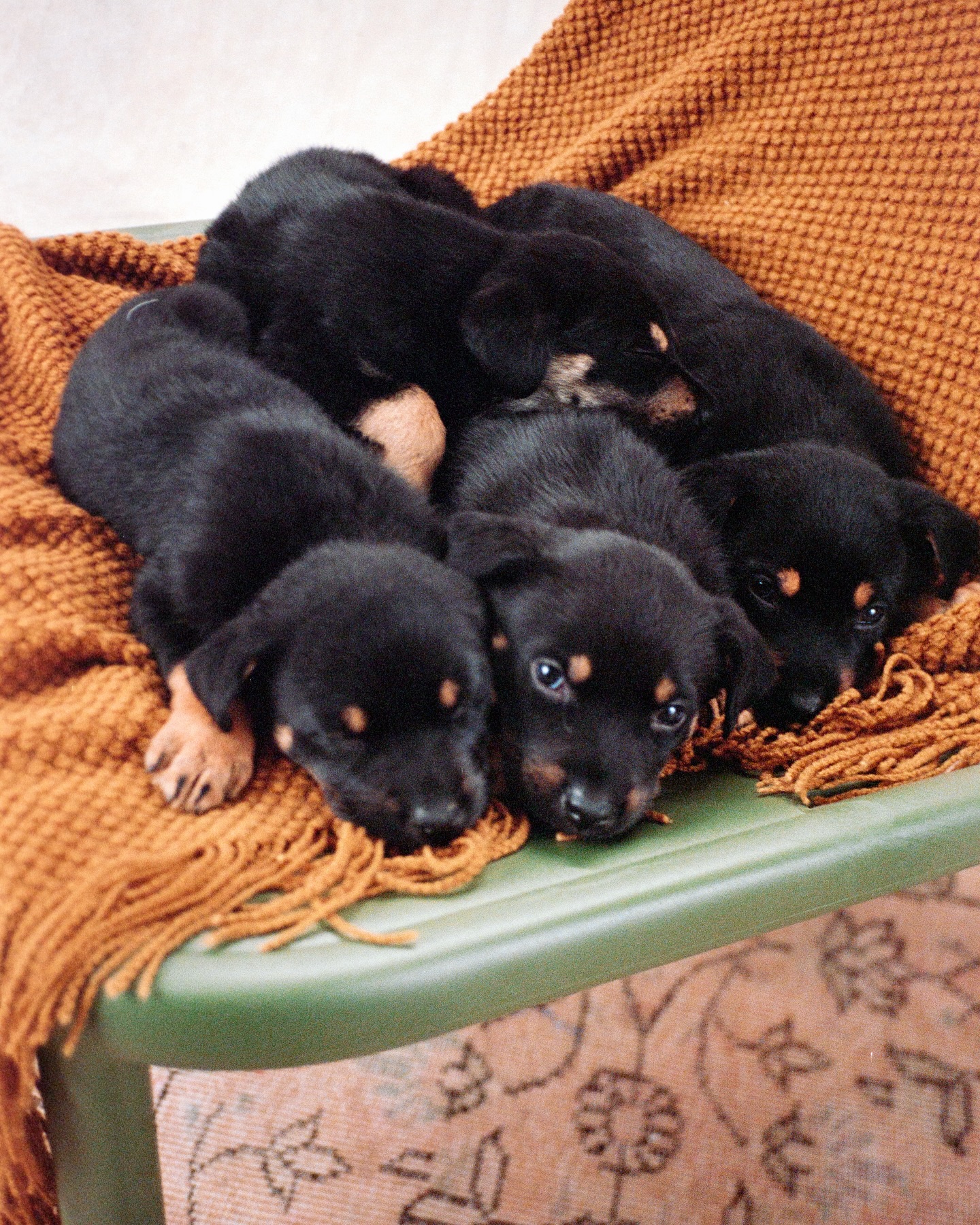 Remember this puddle of pups that got dumped at our doorstep? they’re all healthy, thriving and OFFICIALLY in loving incredible homes! the best part is they still visit @dogppl and hang out with eachother from time to time!