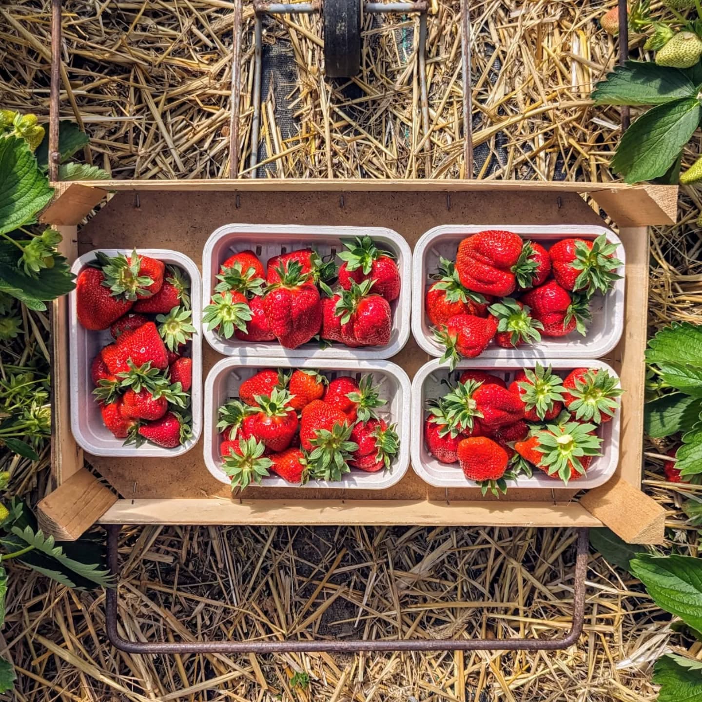 tis gank! 🍓🍓🍓
vanaf vandaag te verkrijgen in onze automaat 🚨
kom dat zien, kom dat zien 😋