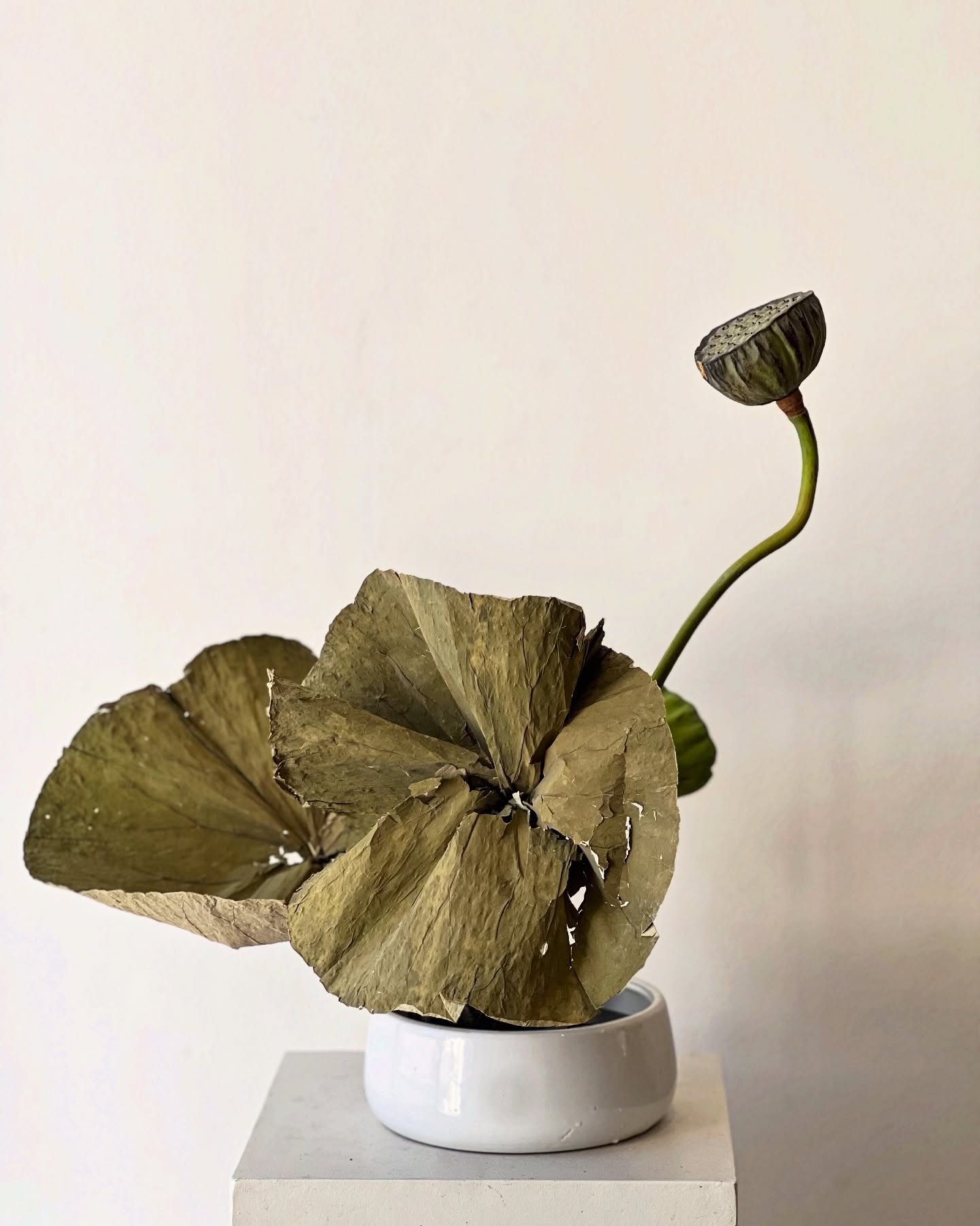 A sculptural harmony of large lotus leaves and seed pods. Their sweeping motion unfolds with quiet elegance and a hint of the surreal.
The lotus, an extraordinary plant, bears its future within its bloom,
as flower and seed grow side by side,
a rare and wondrous rhythm of nature.
#LotusArt #NatureInspired #FloralSculpture #JapaneseAesthetics #BotanicalPoetry