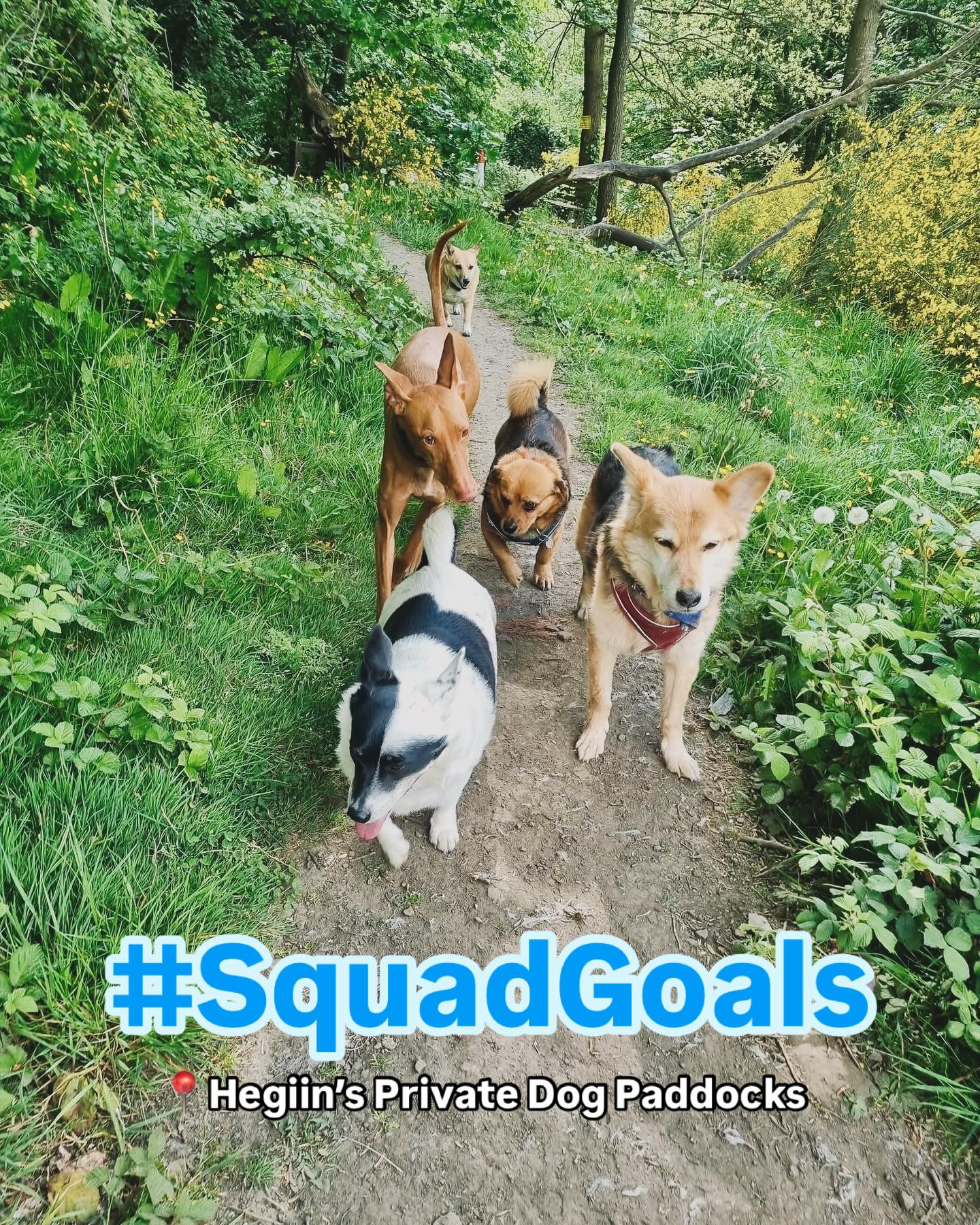 𝐆𝐫𝐞𝐚𝐭 𝐖𝐞𝐚𝐭𝐡𝐞𝐫, 𝐆𝐫𝐞𝐚𝐭 𝐂𝐨𝐦𝐩𝐚𝐧𝐲!
The crew rolled into Hegiin’s Private Dog Paddocks today like they owned the place—and honestly, they kind of do!
☀️Sunshine, wide open fields, and tails wagging in sync. It doesn’t get better than this.
Book your session today! ✅
#DogSquad #OffLeashAdventures #DogLifeDoneRight #SquadGoals