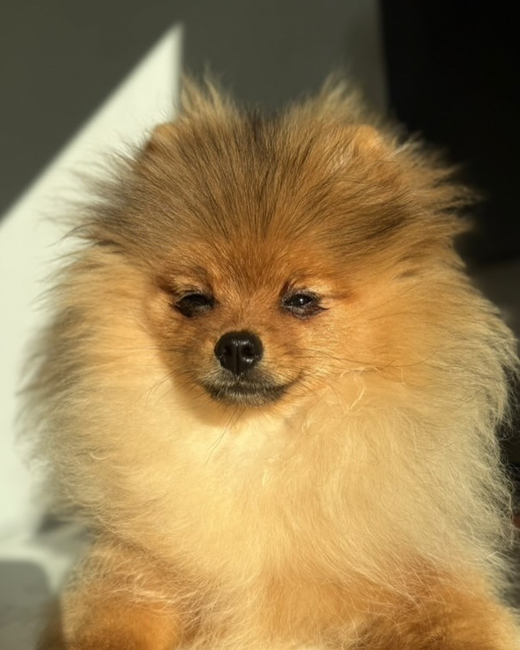 Stormi (Denver x Nairobi) in monkeyfase. Wat is ze knap ♥️