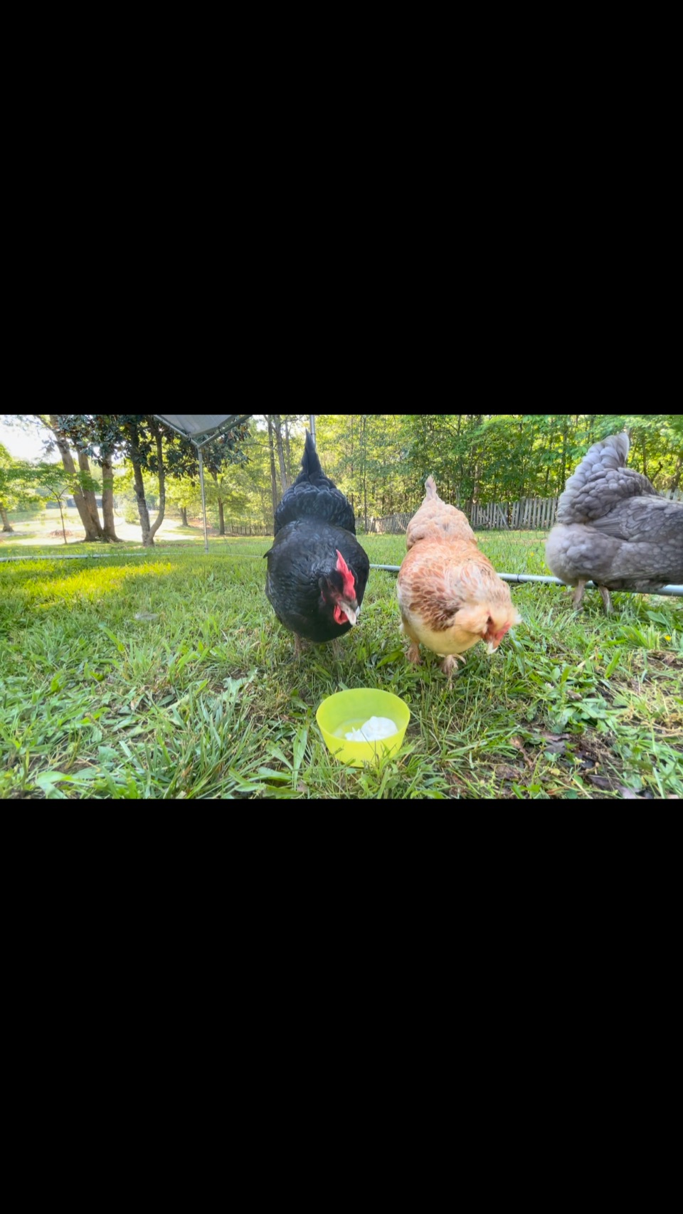 These chickens arenāt performing. Theyāre just being themselves. What would that look like for you?
Would you:
-eat differently around others?
-wear different clothes?
-spend less time body checking?
-hold your body in a different way?
-laugh louder?
-be in the photo?
-speak more freely?
Itās worth asking ā not because you need to change, but because you donāt owe anyone a performance.