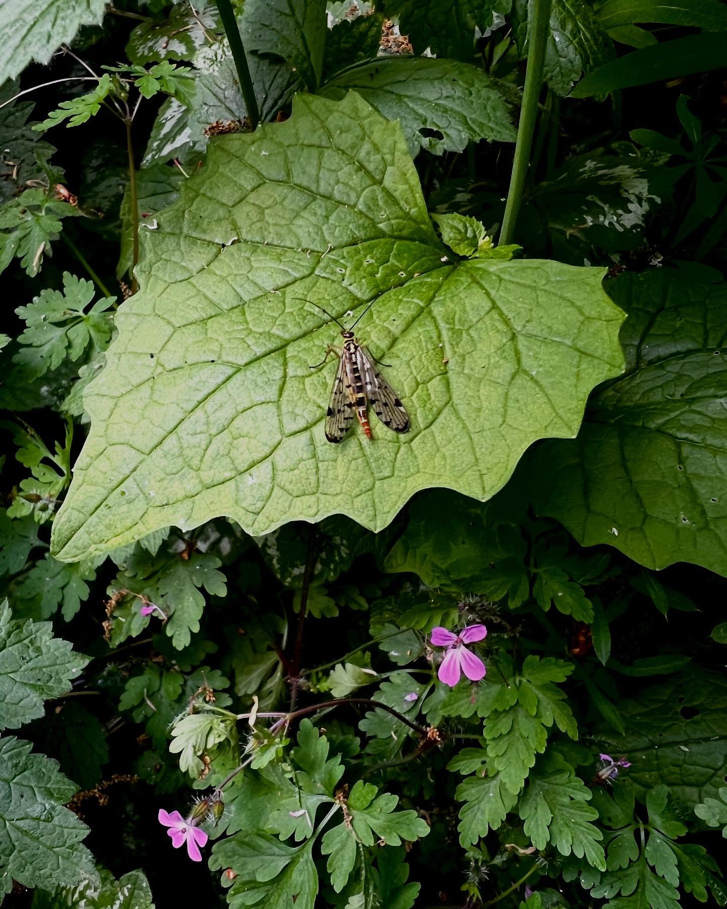 The fine people of threads have told me that this is a female scorpion fly hanging out on this garlic mustard 💕