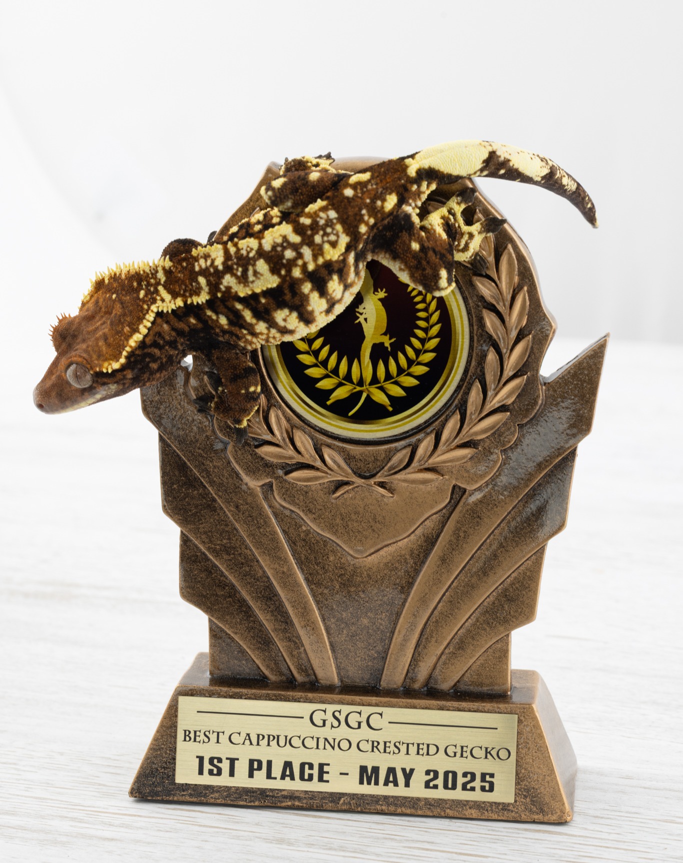 "Tiger Queen" 🐯👑
Winner of the @goldstandardgeckoclub
1st Place for Best Cappuccino Crested Gecko @florafaunaconference
We're so blessed to have this girl, and we're extremely proud to have produced her in house. She laid 2 fertile eggs on Wednesday, and the countdown begins!!
#crestedgecko #cappuccinocrestedgecko #tigerqueen #rubyreptiles