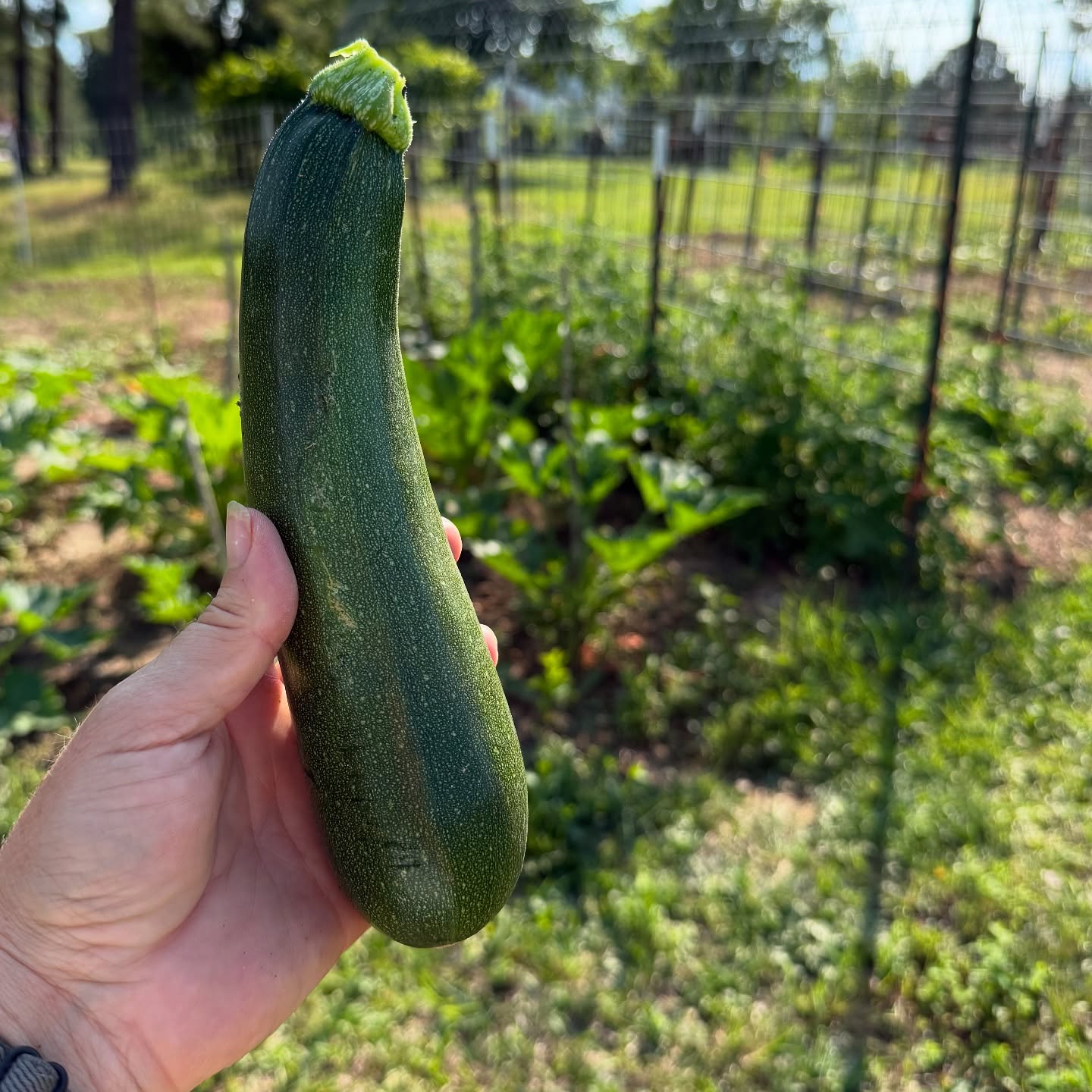 Our first zucchini of the season!!