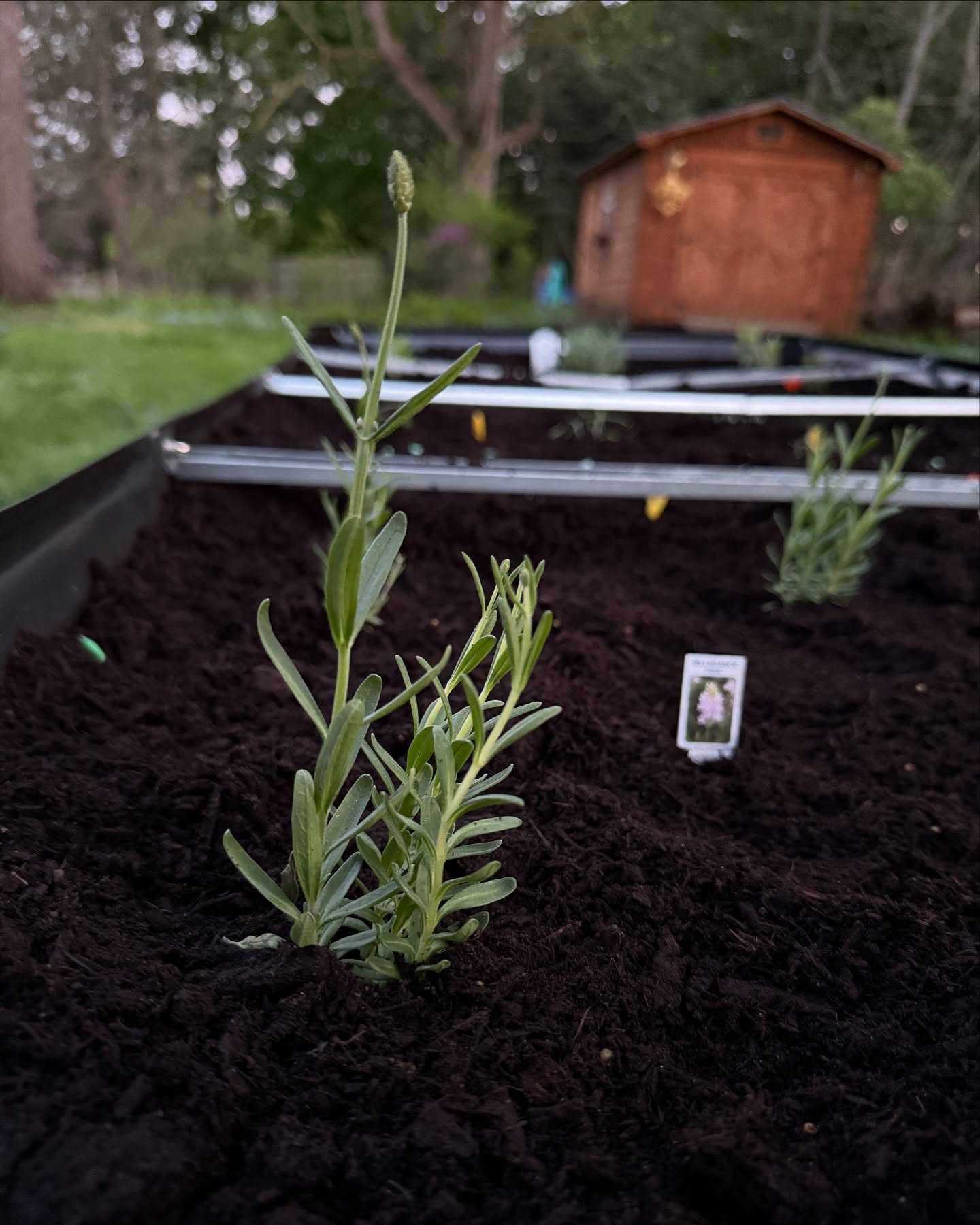 We’ve got plants in the ground! Or should I say, raised bed. 🤪
This past weekend was SO productive in the yard. I can’t wait to keep building more beds, planting more herbal plants for tea-making, and harvesting more native plants in my yard.