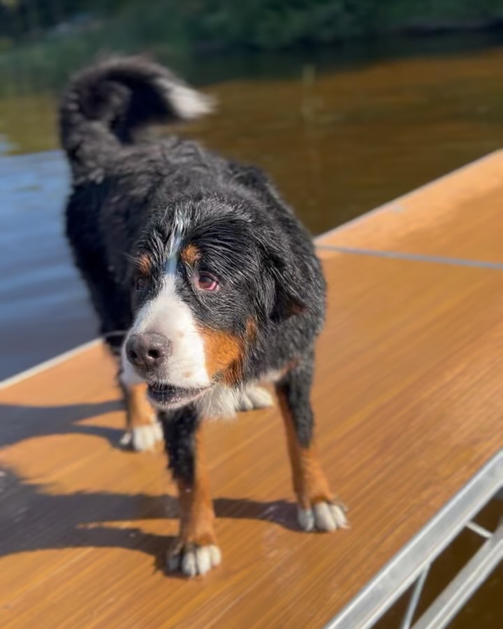 Happy BERTDAY!! 🥳 5️⃣
Every year with you is a gift. We love you, Bert Bert! 💙
#bertoftheday