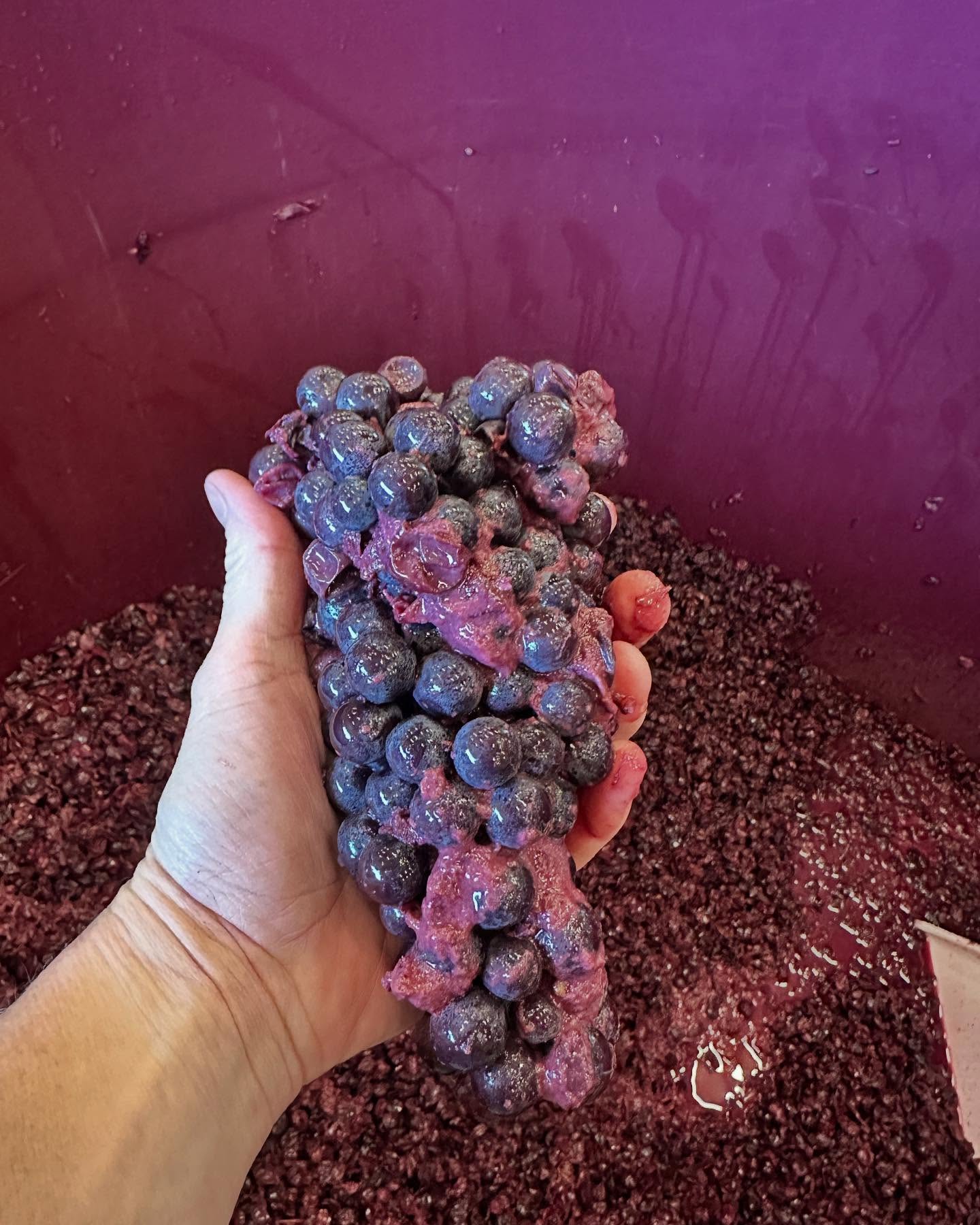 There it is. I knew we put a whole bunch in here somewhere! #nebbiolo @dentonwine