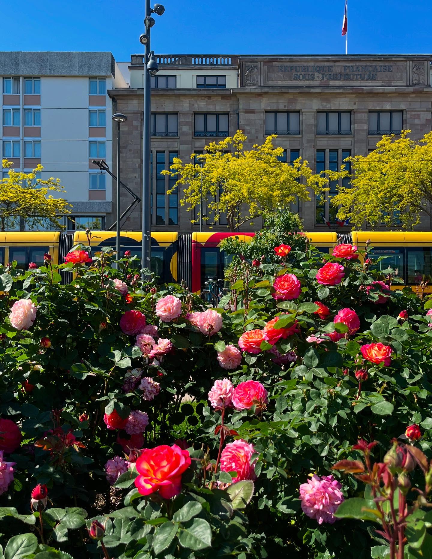 finally feels like spring! ☀️
feat. les plus belles roses de mulhouse 🌹💐
.
.
.
#mulhouse #jaimemulhouse #mulhouseville #mulhousebouge #mlh #mulhousefrance #france #lifeinfrance #alsace #landscape #hellofrance #printemps #springtime #rose #roses #rosier #fleurs #colors #alsacefrance #tourismealsace #igersalsace #solea #americaninfrance #springcolors #bloom #uneboucheeaday