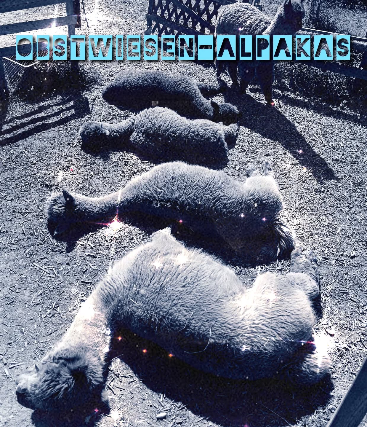 Welch' ein fauler Glanz in unserer Hütte 😁!
#obstwiesenalpakas #pepperdasobstwiesenalpaka #faulebande #alpakas #alpacas #letitshine #cool #badmünstereifel #cologne #köln #bonn #euskirchen #ahrtal #muttertag #rheinland #koblenz