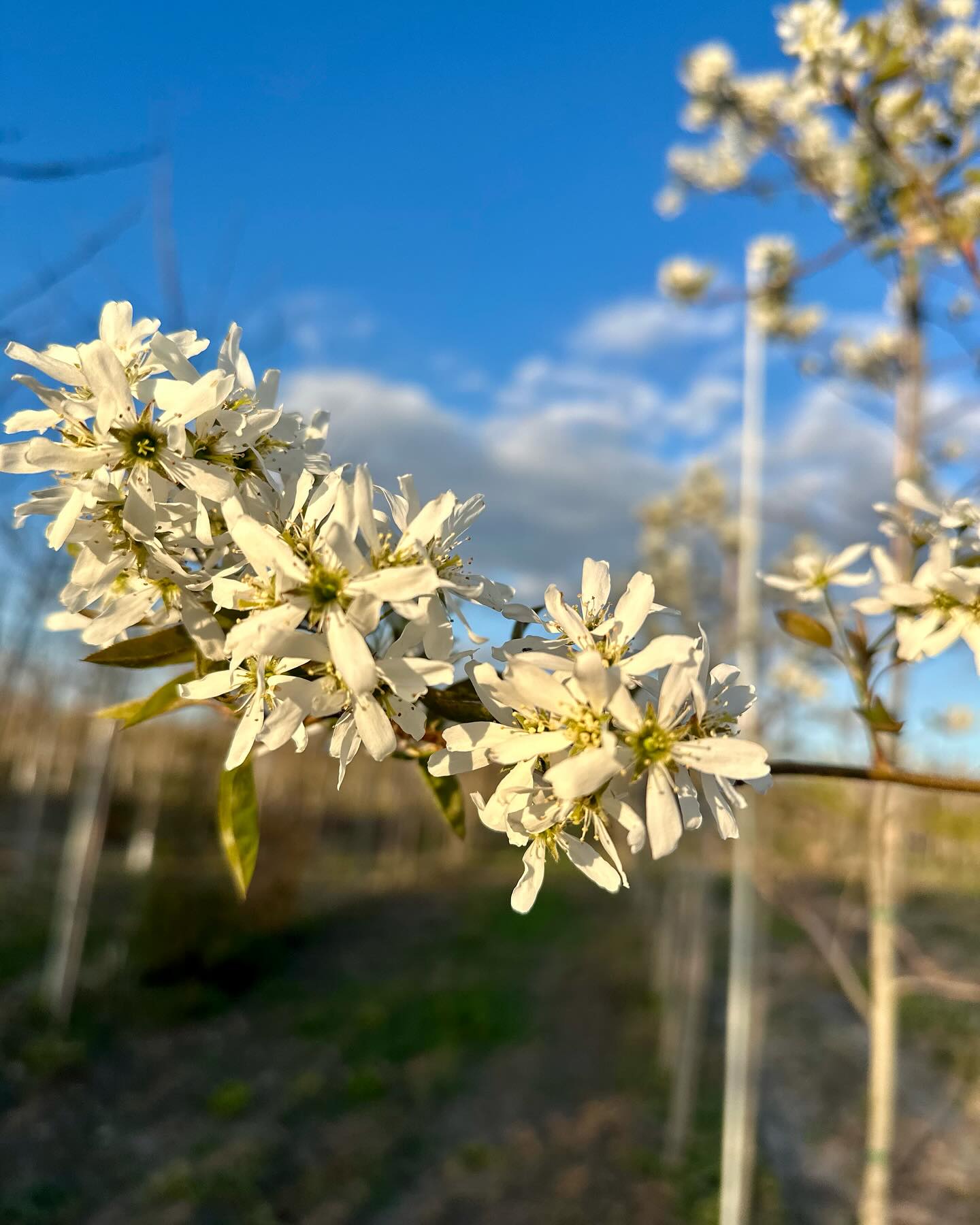 Each year we are surrounded by nature’s amazing beauty! 🐝 🌼
.
Picture 1- Amelanchier ’Ballerina’
Picture 2- Prunus cerasifera ‘Newport‘
Picture 3- Pyrus calleryana
Picture 4- Cercis canadensis
.
.
.
#shrubandtrees #floraefarms #springbeauty #wholesaletrees #shoponline #easternredbud #floweringpear #floweringplum #serviceberry