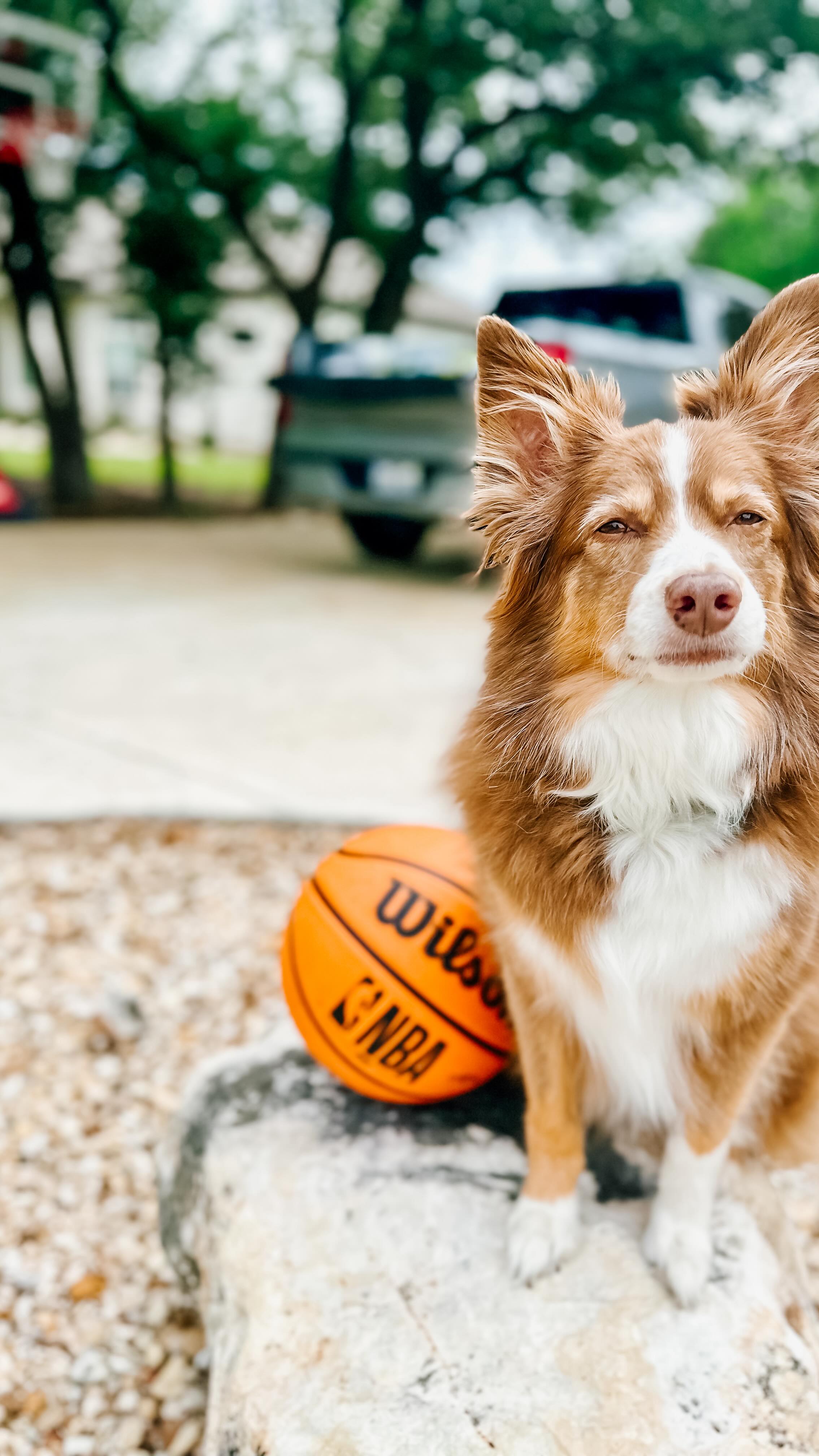 Sharing our new @innovative.sport basketball hoop to enjoy this spring weather. As far as hoops go, it was relatively simple to put together (def a two person job though!) and the boys have been loving it. We got the 54 inch crank system so it can grow with our kids! And it is pup approved 😗🥰
.
.#atxfamily #texasmom #momlife #georgetowntx #georgetowntexas #atxmomblogger #springbreak #summerfun