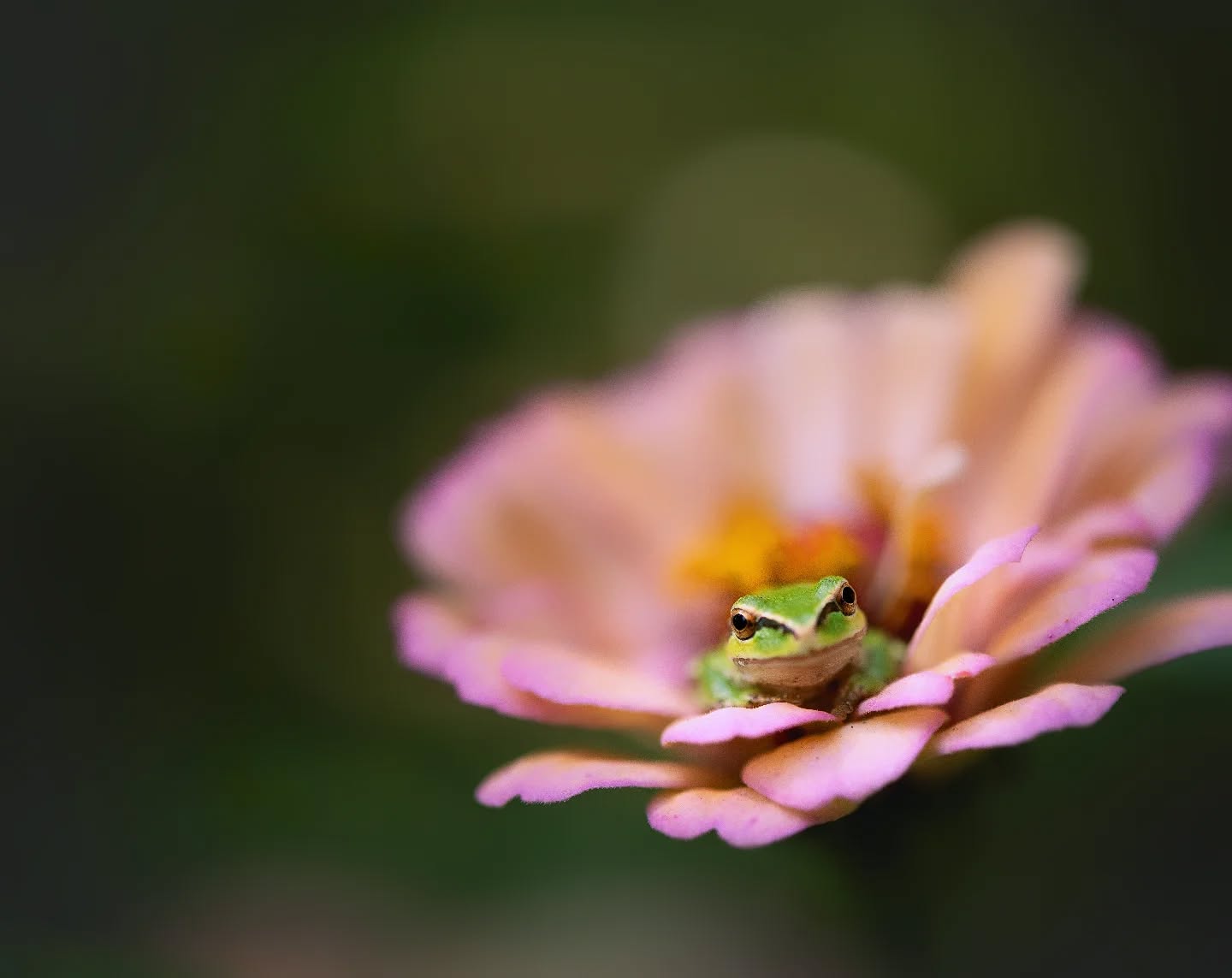 Guard frog.
#gigharborflowers #uptowngigharbor #zinnias #flowerstand #marketbouquet #gigharbormoms #alpenglow #pnwflowers #shopsmall